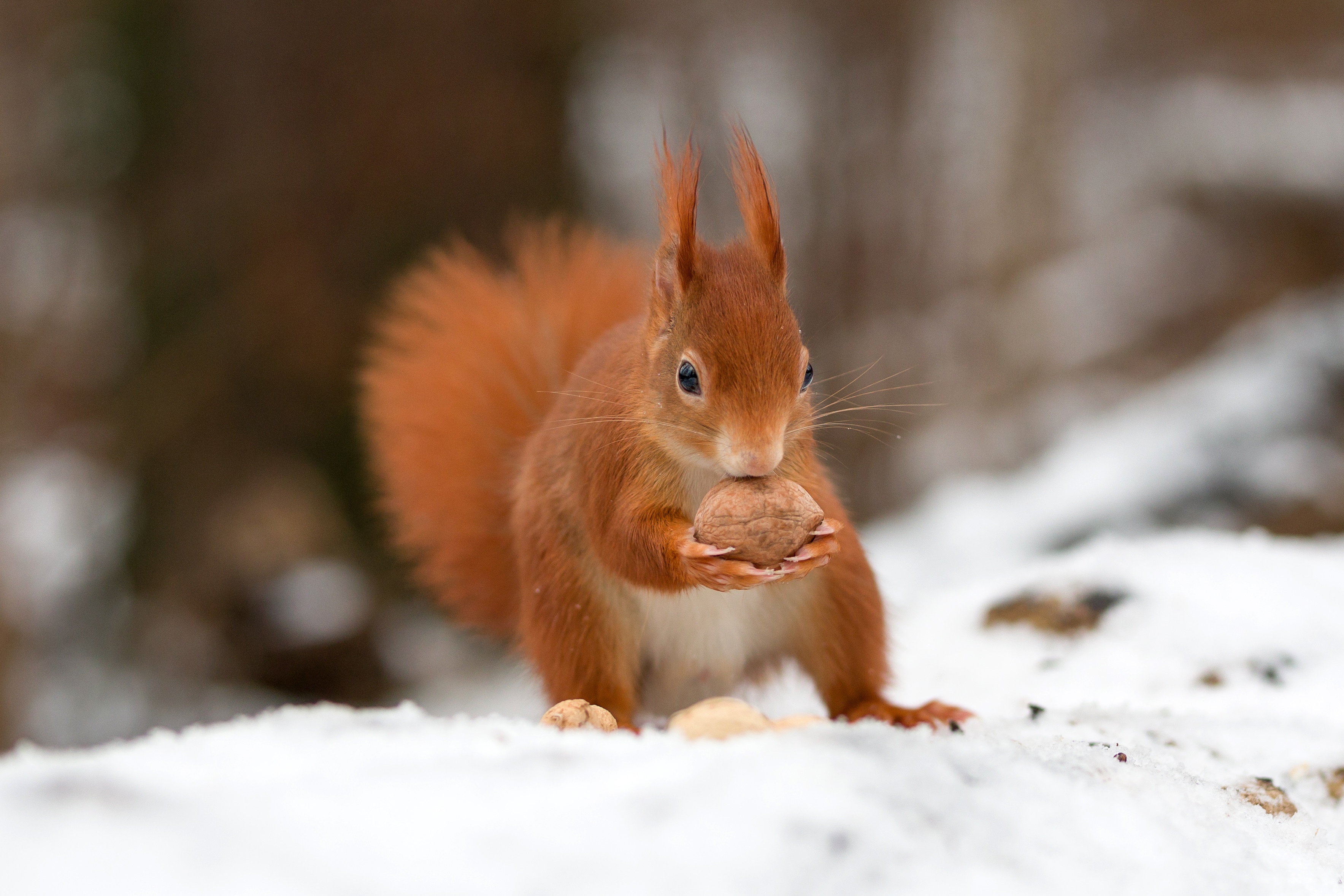 Free download wallpaper Squirrel, Animal on your PC desktop