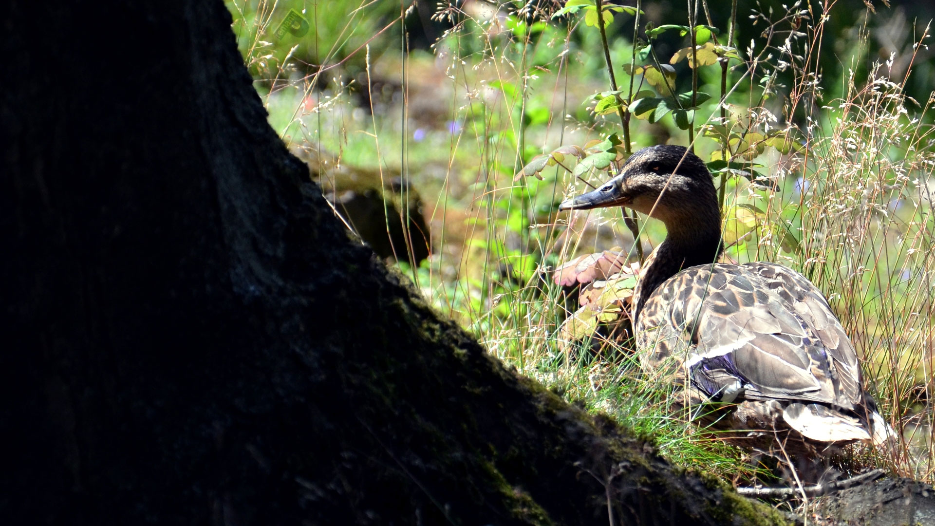 Baixe gratuitamente a imagem Animais, Aves, Pássaro, Pato na área de trabalho do seu PC