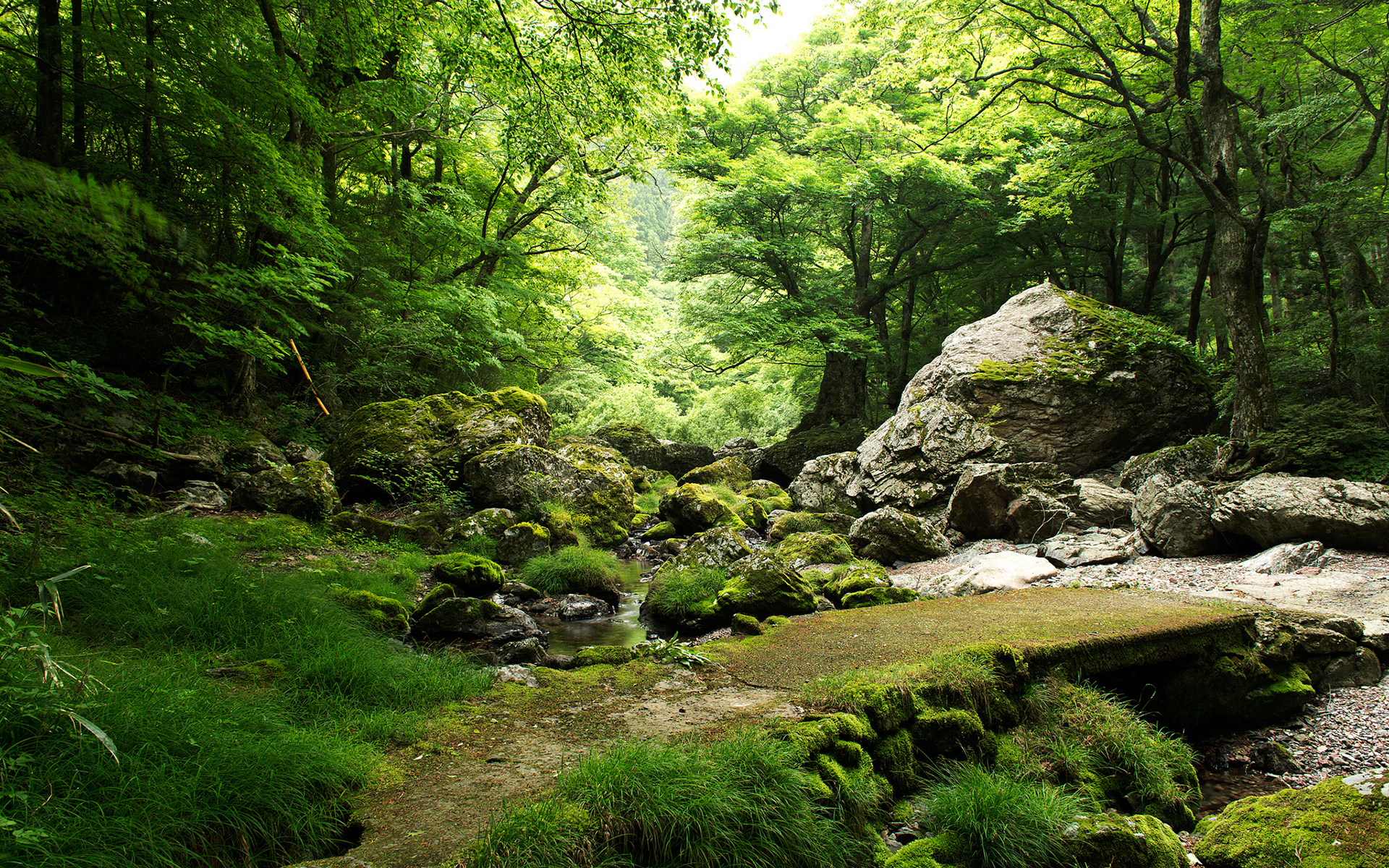 Baixar papel de parede para celular de Floresta, Árvore, Terra/natureza gratuito.