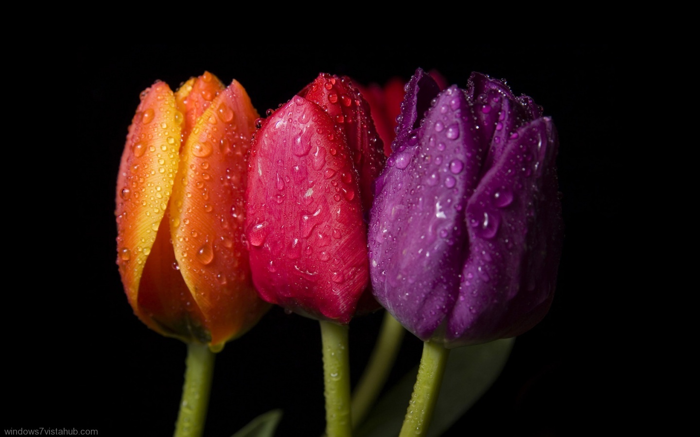Free download wallpaper Plants, Drops, Flowers, Tulips on your PC desktop