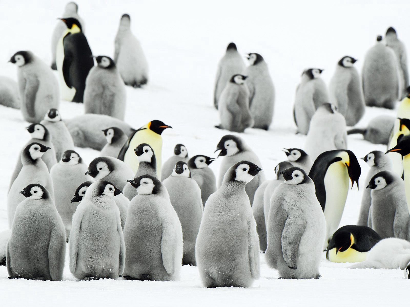 57511画像をダウンロードペンギン, 群れ, 動物, 雪, 南極大陸-壁紙とスクリーンセーバーを無料で