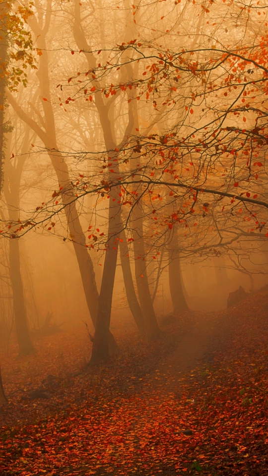 Descarga gratuita de fondo de pantalla para móvil de Naturaleza, Otoño, Camino, Bosque, Hoja, Tierra/naturaleza.