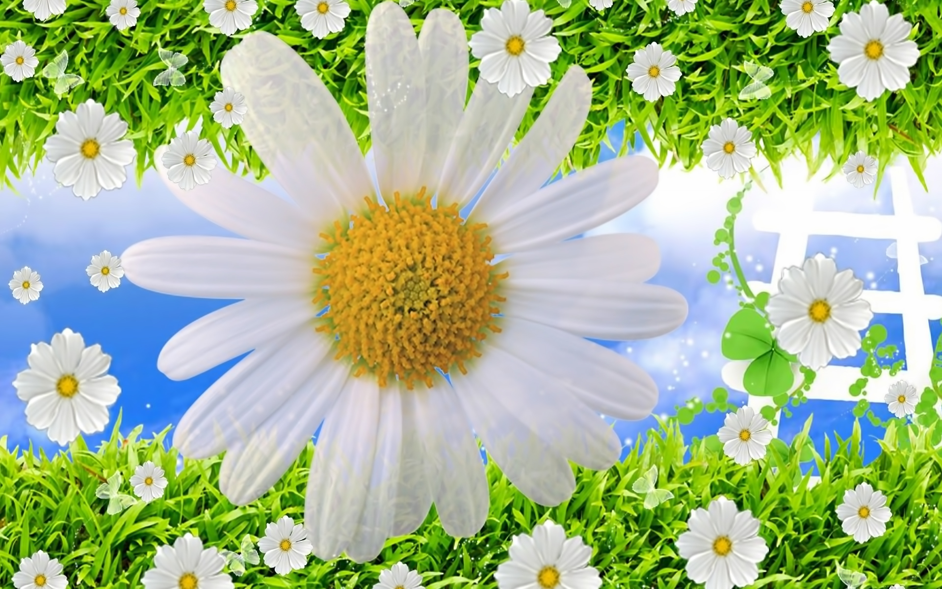 Descarga gratis la imagen Plantas, Flores, Camomila, Fondo en el escritorio de tu PC