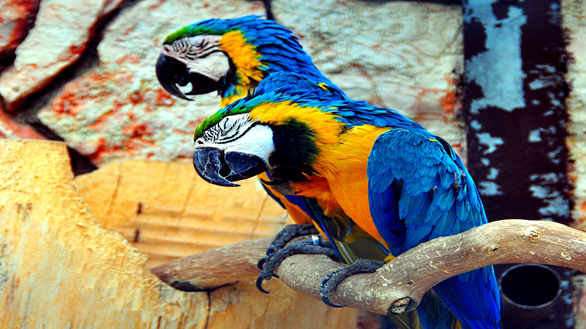 Téléchargez des papiers peints mobile Ara Bleu, Des Oiseaux, Animaux gratuitement.