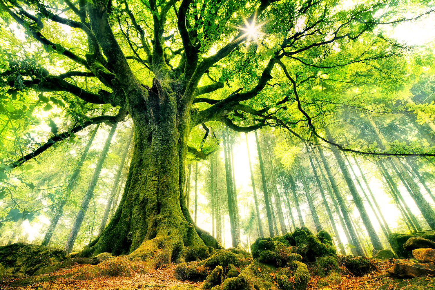 Descarga gratis la imagen Árboles, Árbol, Tierra/naturaleza en el escritorio de tu PC