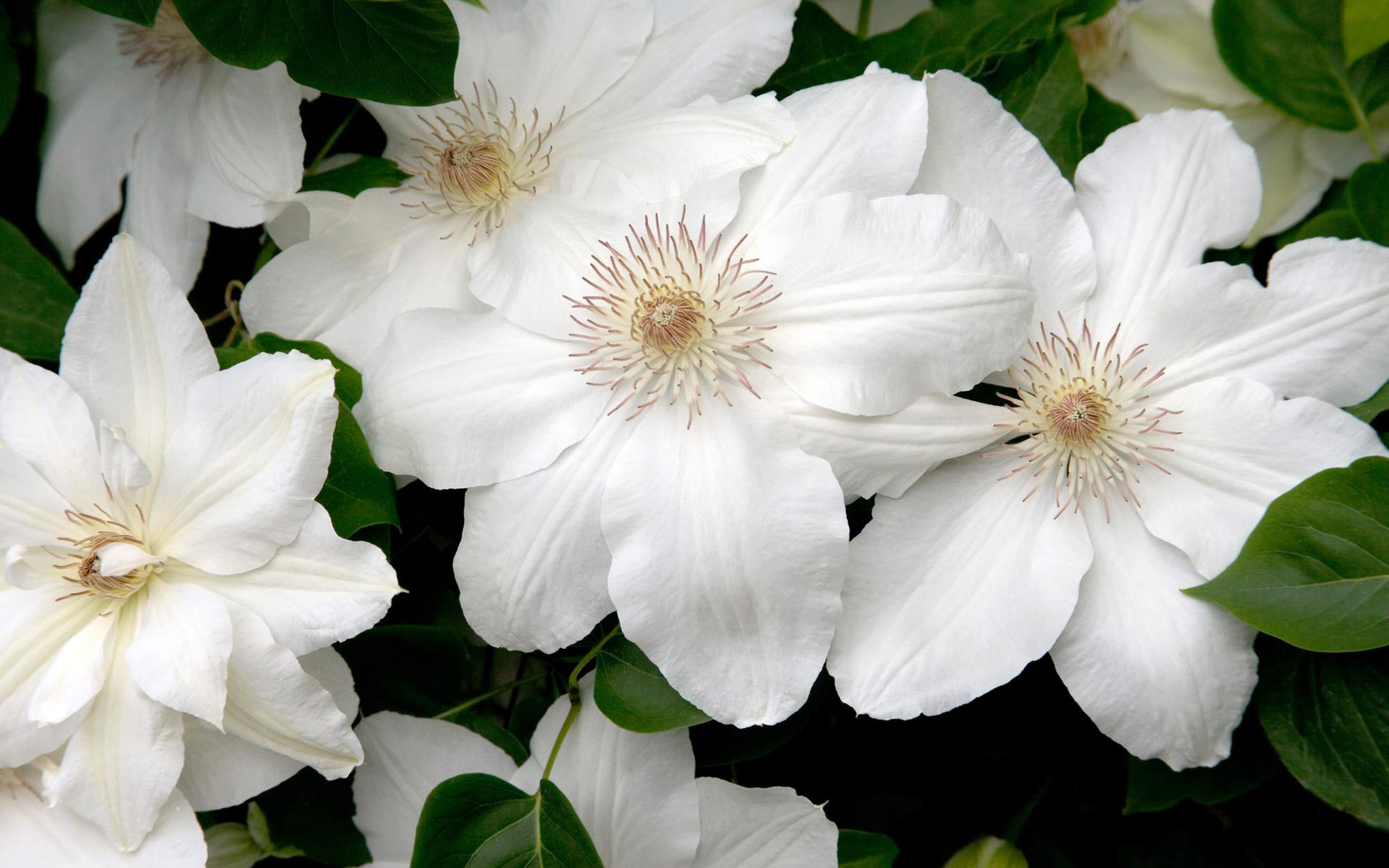 Descarga gratis la imagen Flores, Flor, Tierra/naturaleza en el escritorio de tu PC