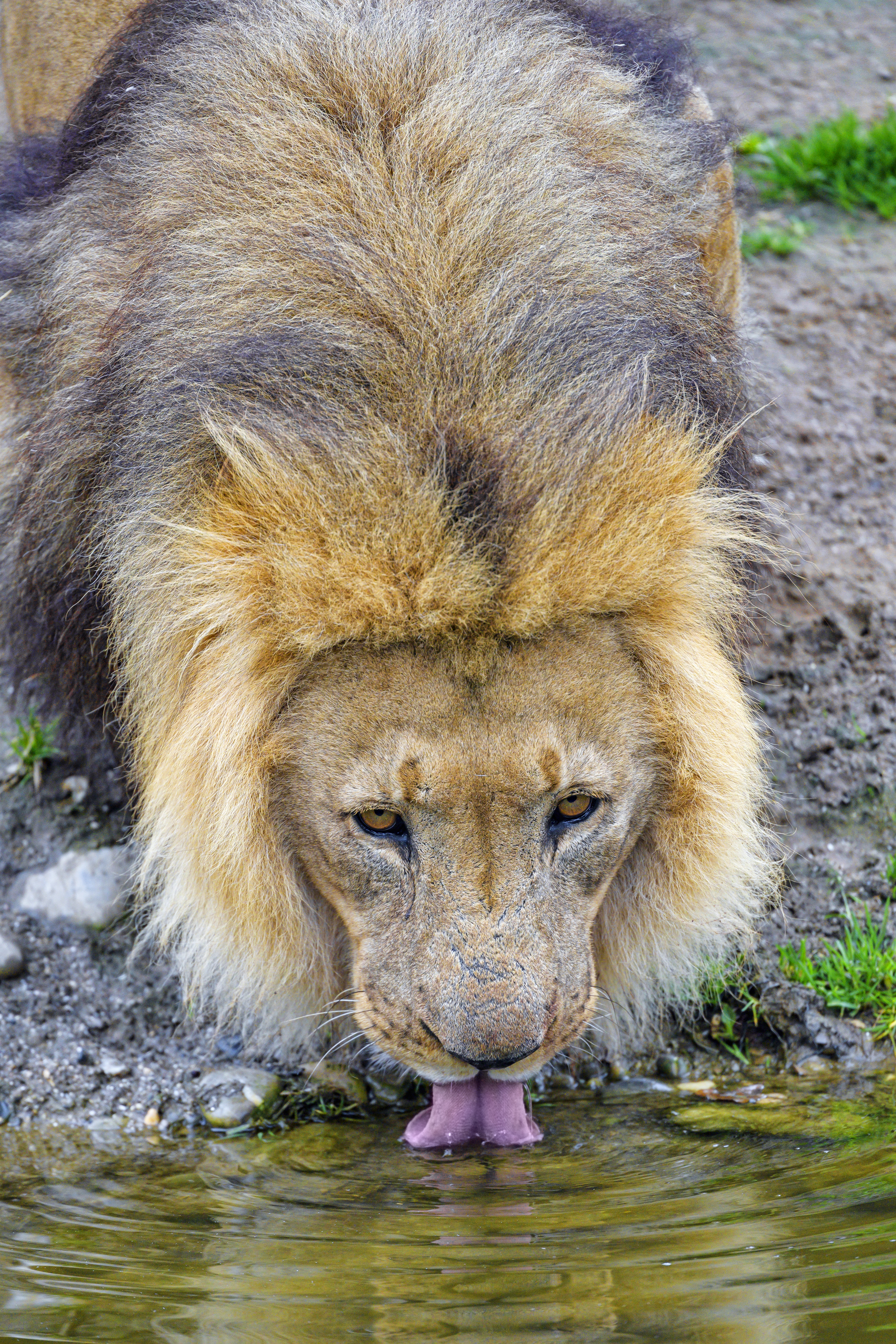 Free download wallpaper Water, Predator, Tongue Stuck Out, Big Cat, Protruding Tongue, Animals, Lion on your PC desktop