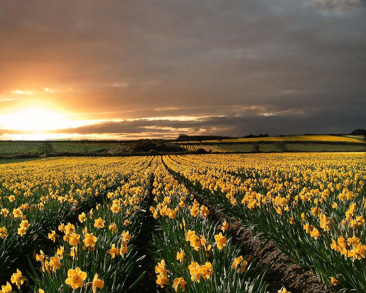 Download mobile wallpaper Narcissussi, Field, Evening, Nature, Sunset for free.