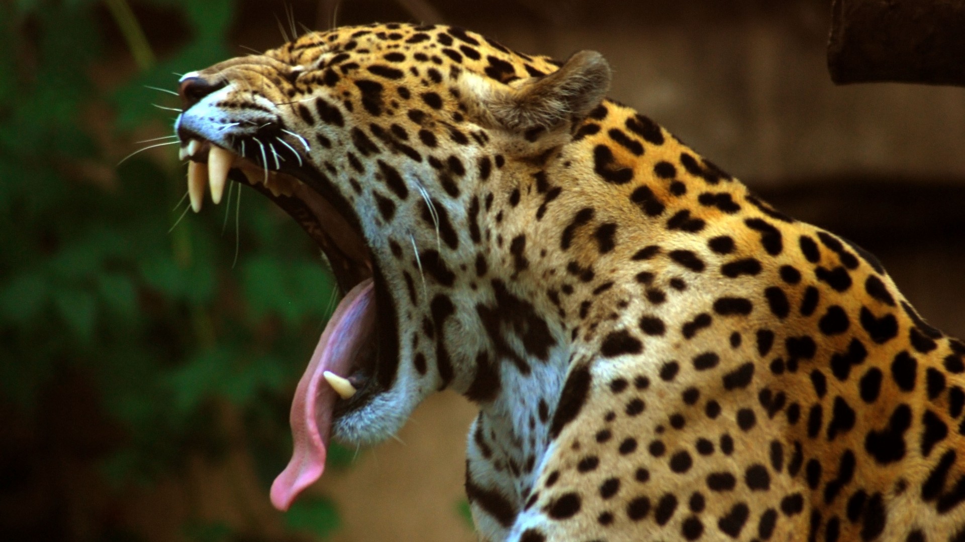 181694 descargar fondo de pantalla animales, leopardo, gatos: protectores de pantalla e imágenes gratis