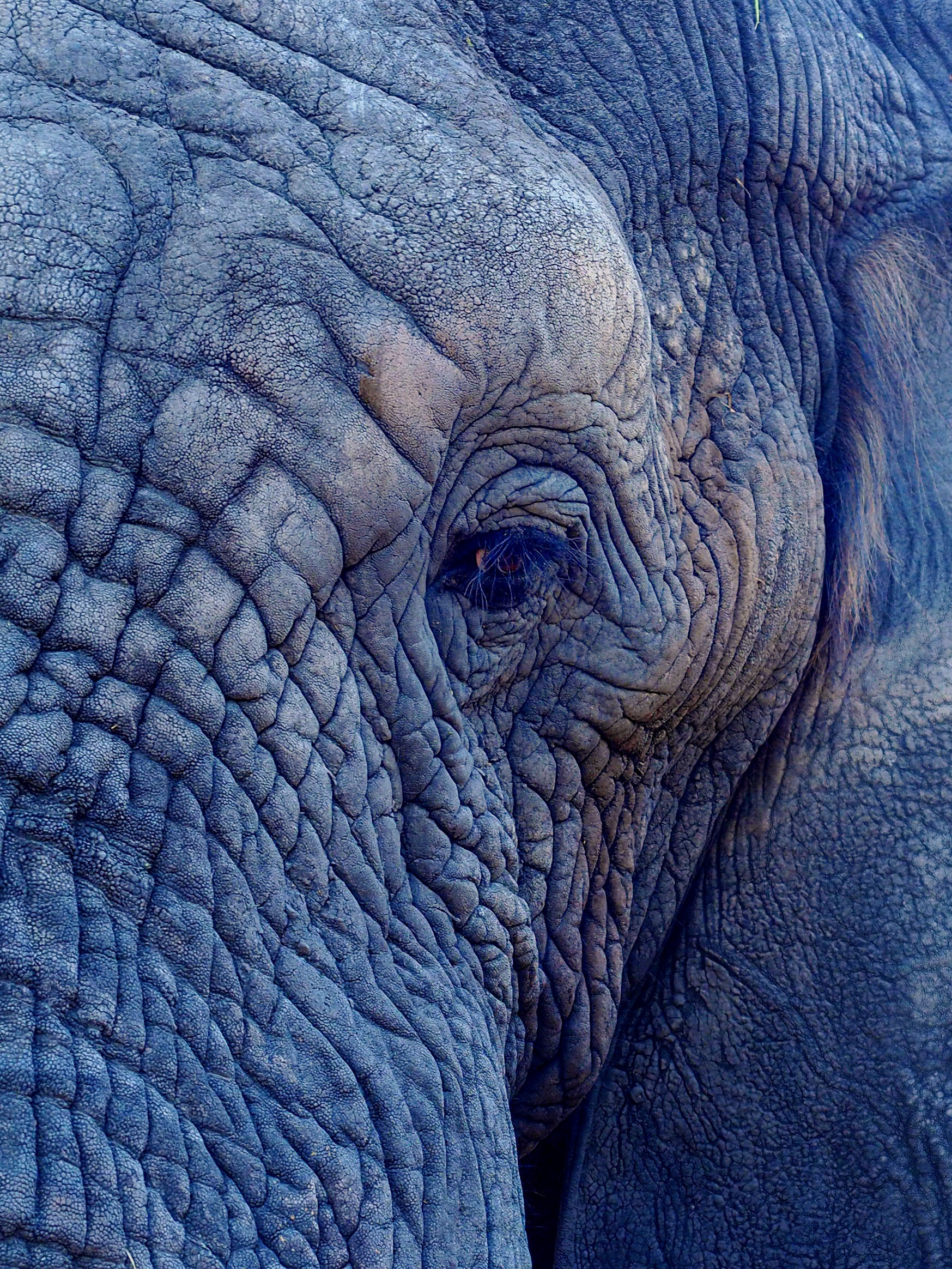100693 скачать обои слон, животные, складки, глаз - заставки и картинки бесплатно
