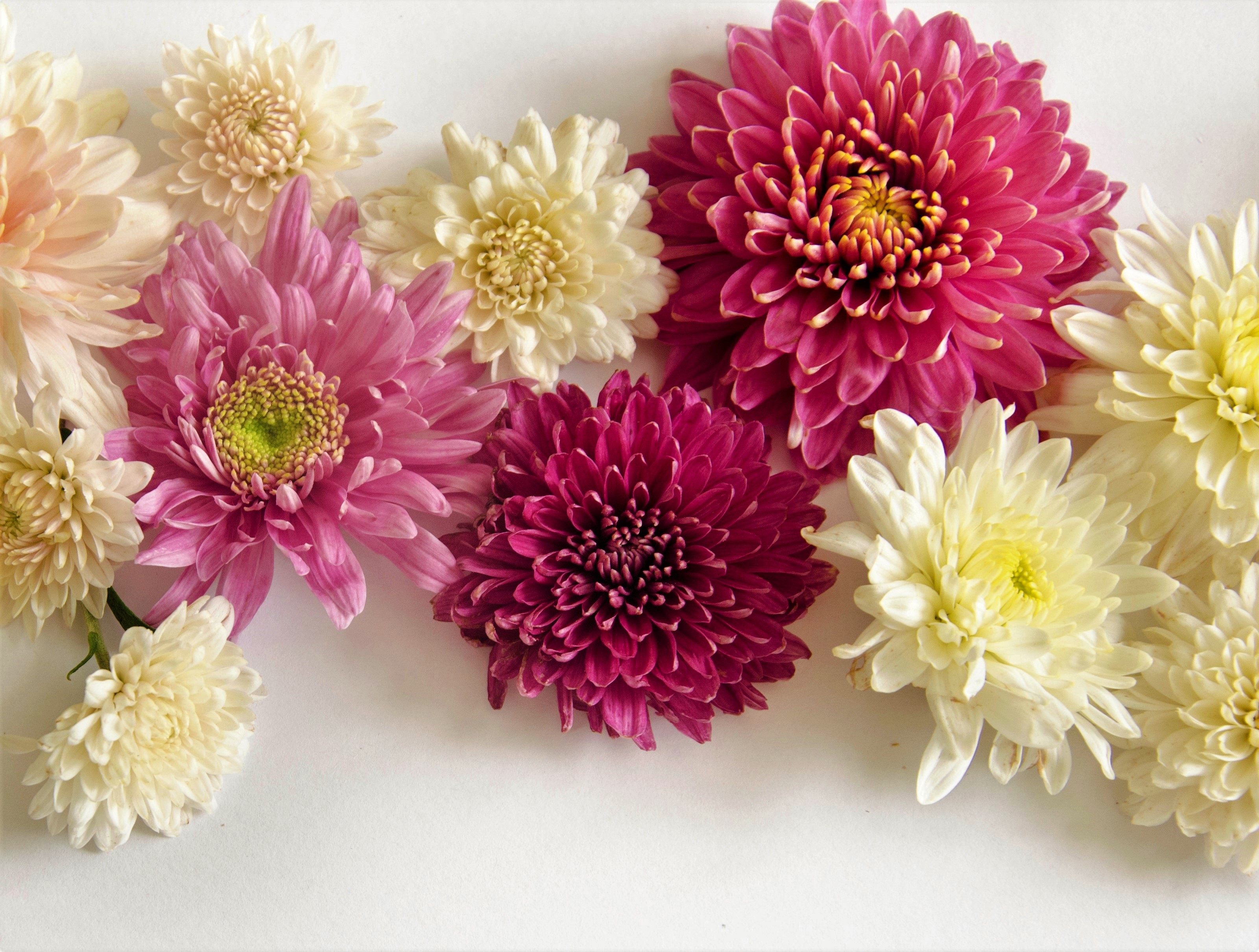Handy-Wallpaper Blumen, Blume, Weiße Blume, Erde/natur, Pinke Blume, Chrysanthemen kostenlos herunterladen.