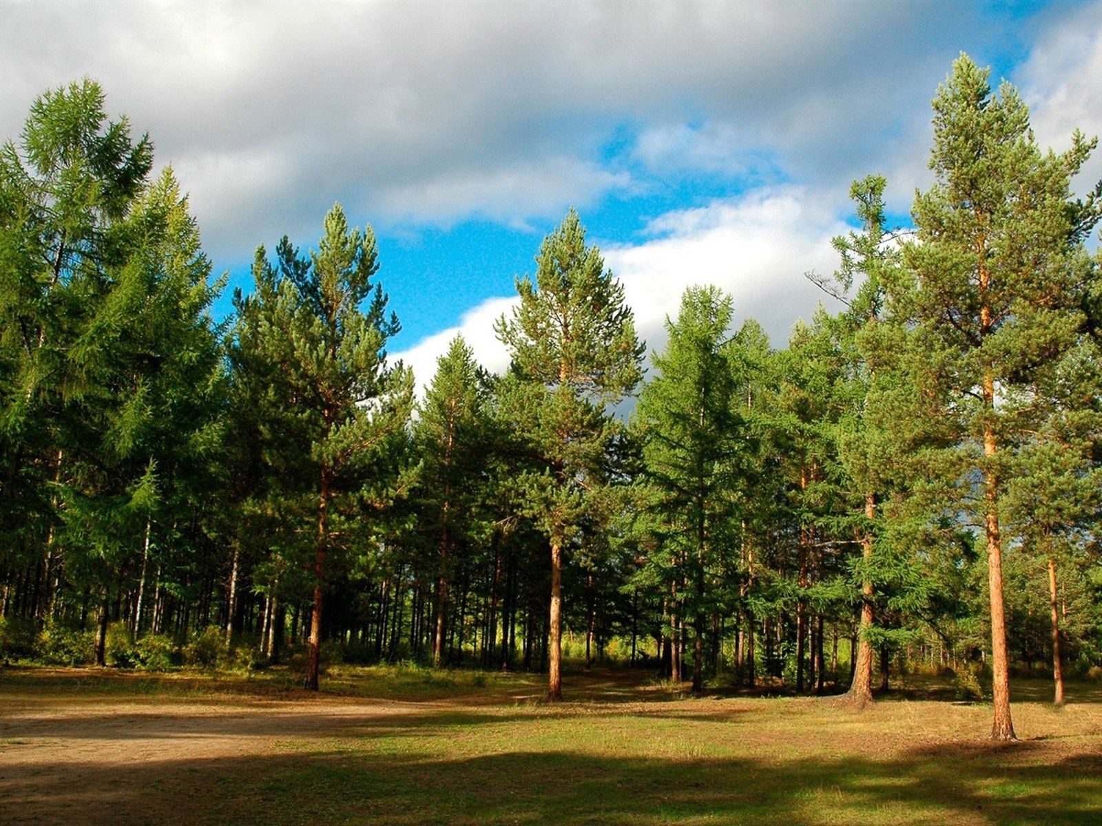 Free download wallpaper Nature, Conifers, Coniferous, Siberia, Trees, Forest on your PC desktop