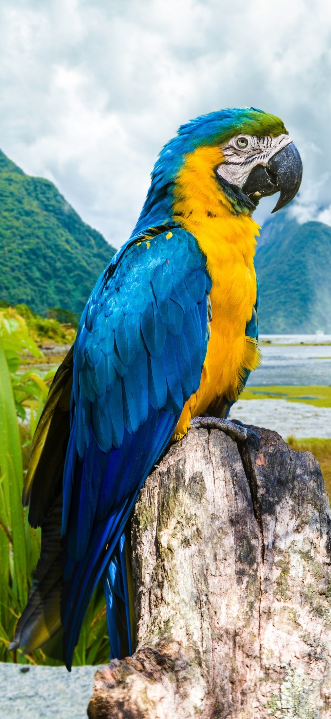 Descarga gratuita de fondo de pantalla para móvil de Animales, Guacamayo, Aves, Loro, Guacamayo Azul Y Amarillo.