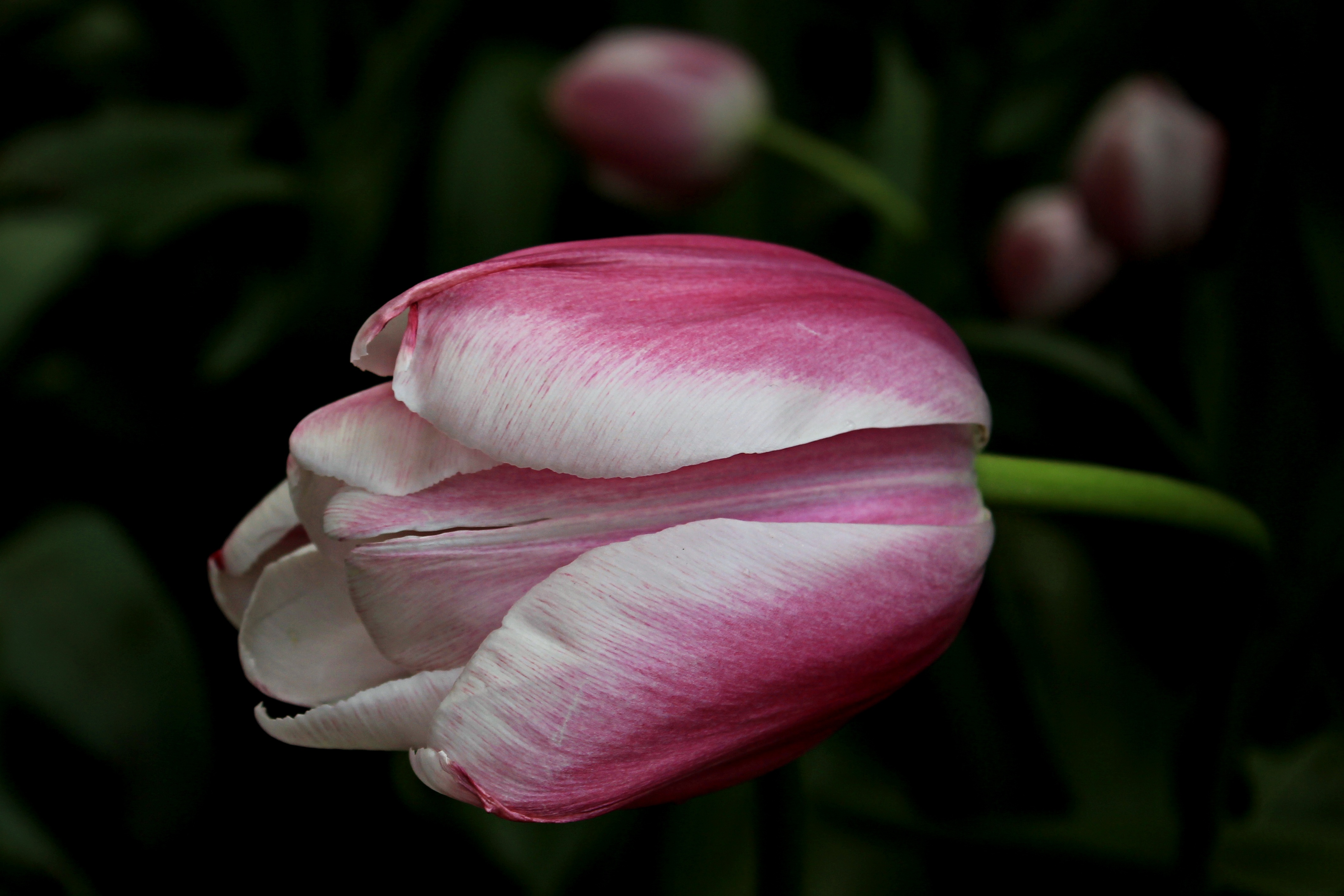 Téléchargez gratuitement l'image Tulipe, Bourgeon, Pétales, Fleurs, Taches sur le bureau de votre PC