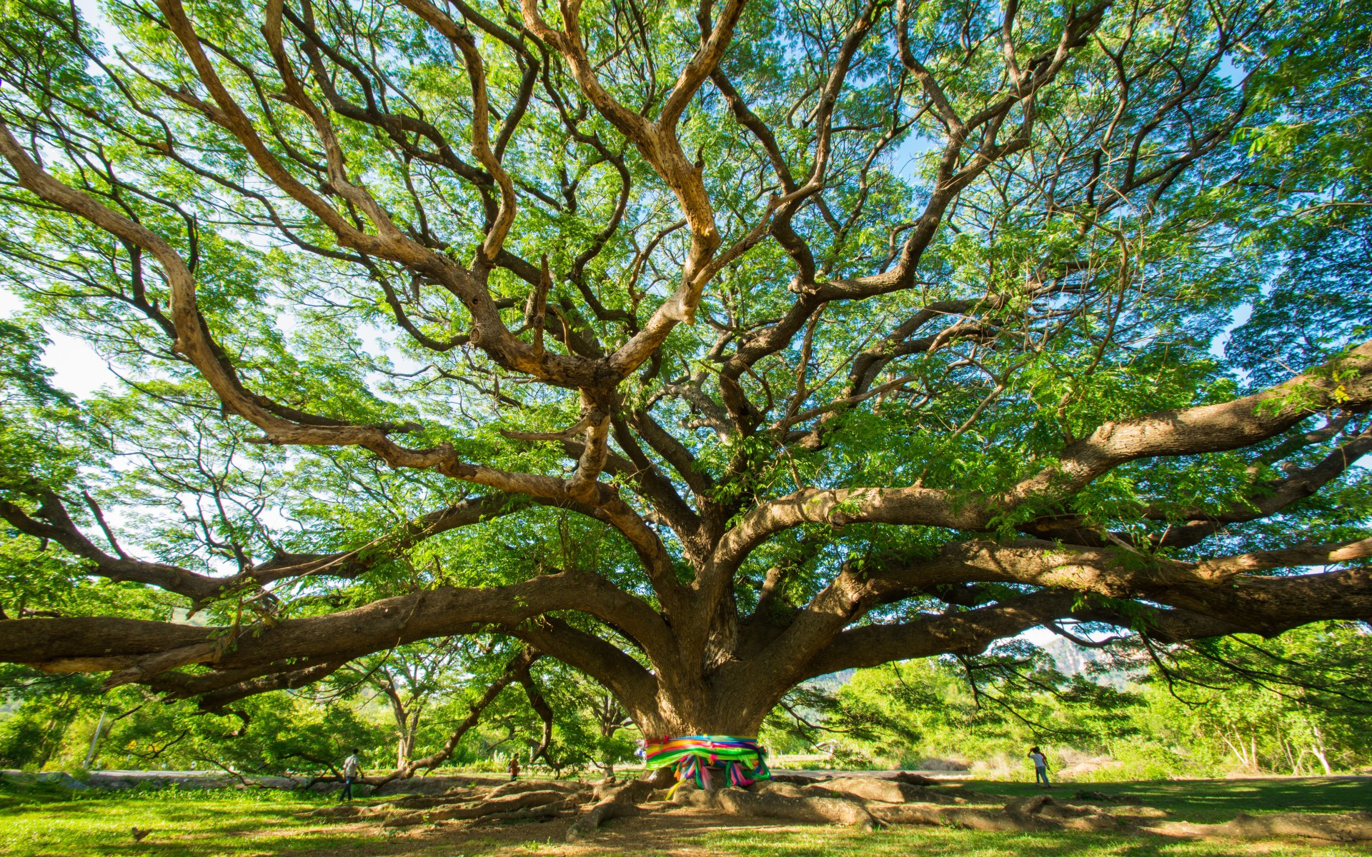 Free download wallpaper Trees, Tree, Earth on your PC desktop