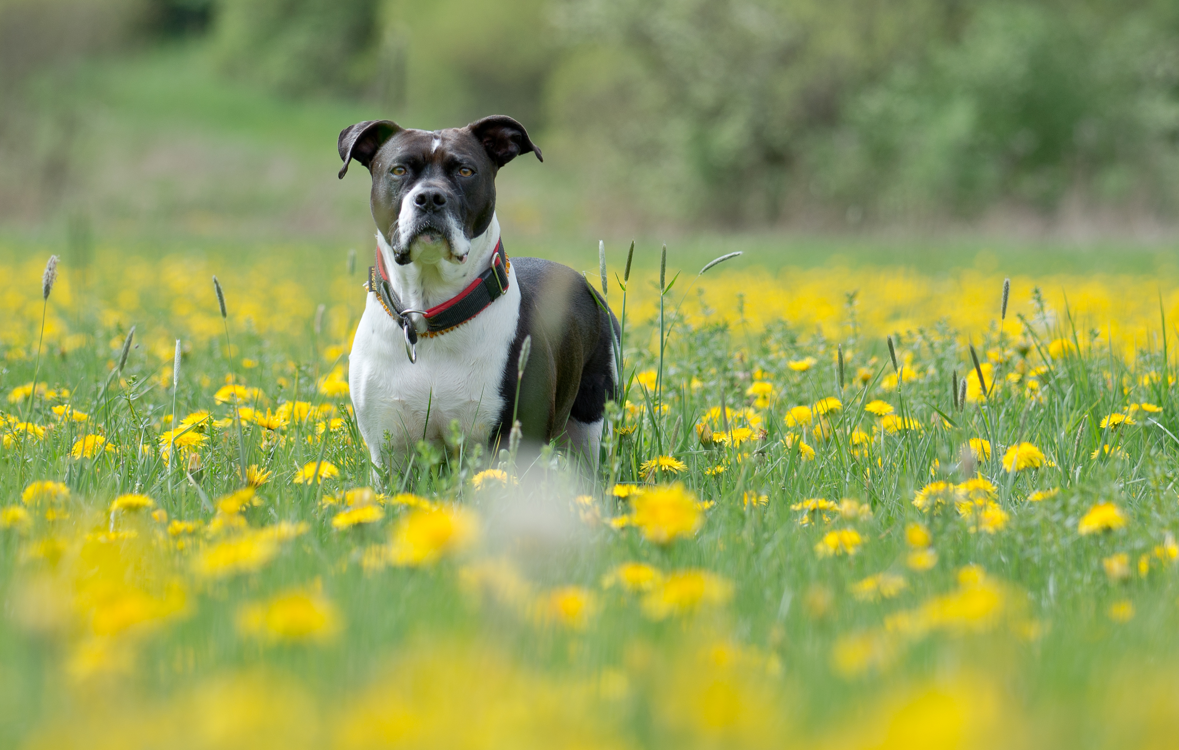 Download mobile wallpaper Sight, Opinion, Muzzle, Animals, Grass, Dog, Flowers for free.