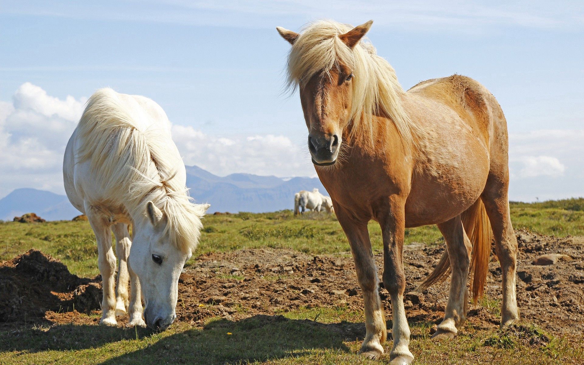 Handy-Wallpaper Pferde, Tiere, Grass, Pony kostenlos herunterladen.