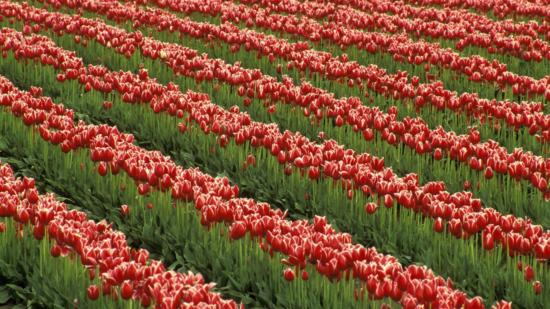 flowers, tulips, greens, field, rows, ranks
