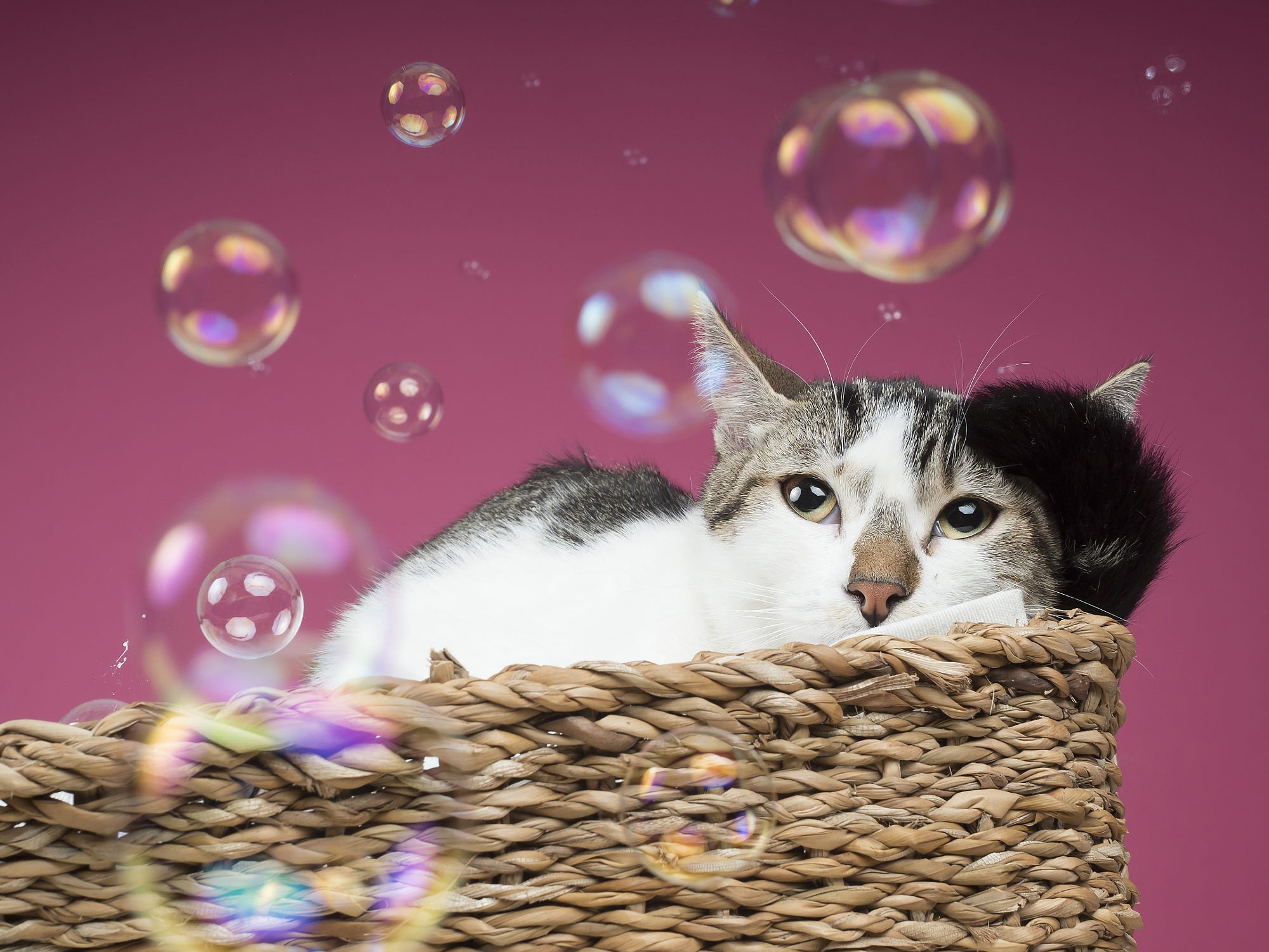 Free download wallpaper Cat, Cats, Animal on your PC desktop