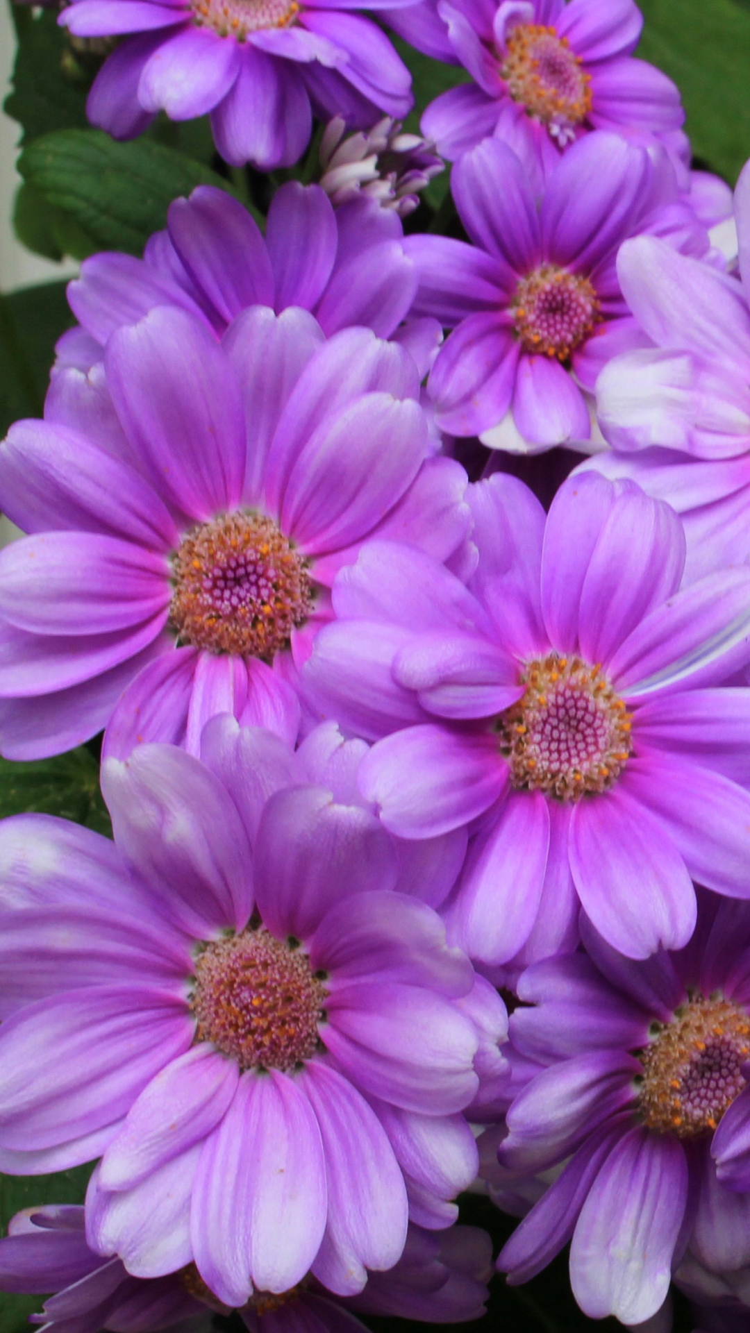 無料モバイル壁紙フラワーズ, 葉, 菊, 花, 地球, 紫色の花をダウンロードします。
