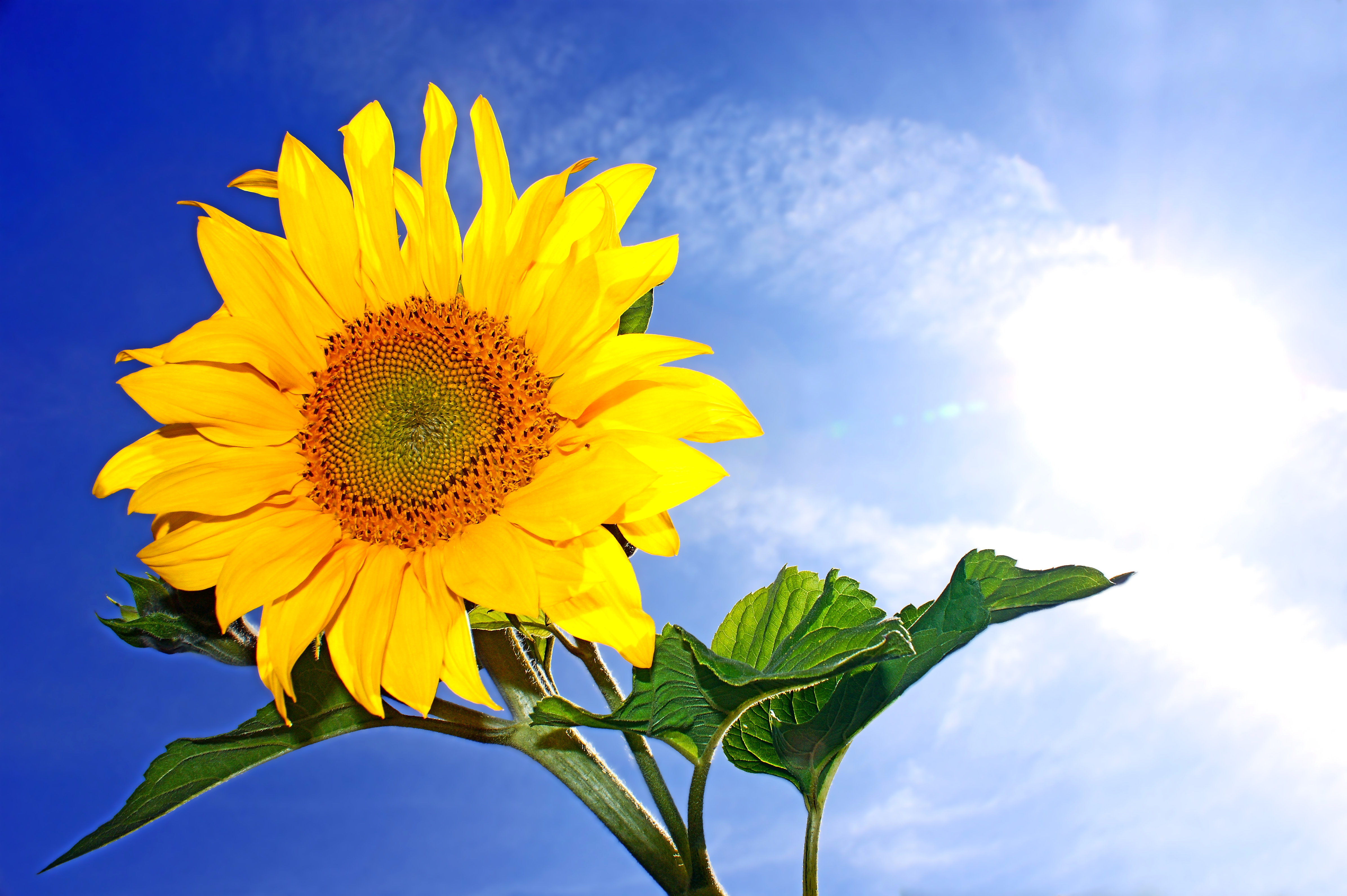 Скачати мобільні шпалери Сонце, Літо, Квітка, Земля, Соняшник, Жовта Квітка, Флауерзи безкоштовно.