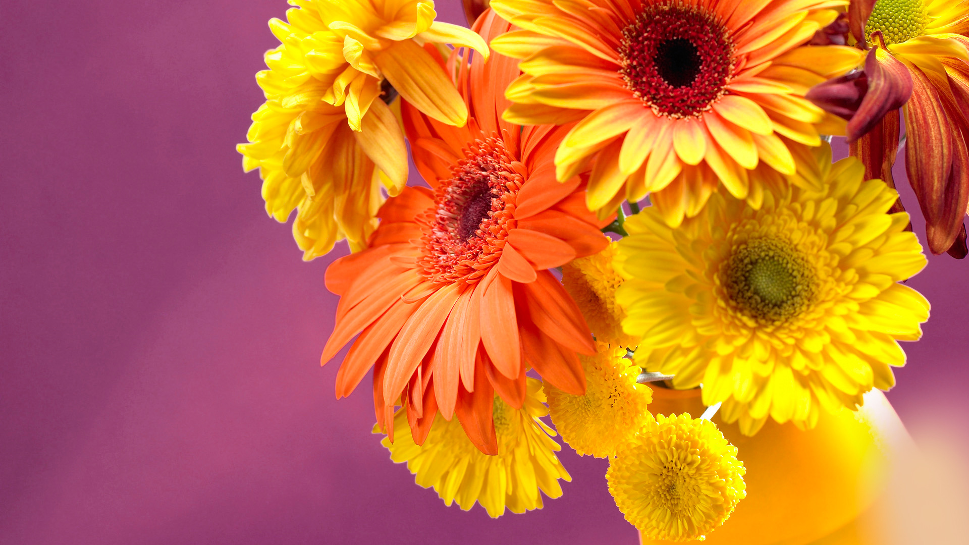 Handy-Wallpaper Blumen, Gerbera, Blume, Gelbe Blume, Erde/natur, Orange Farbe), Orangene Blume kostenlos herunterladen.