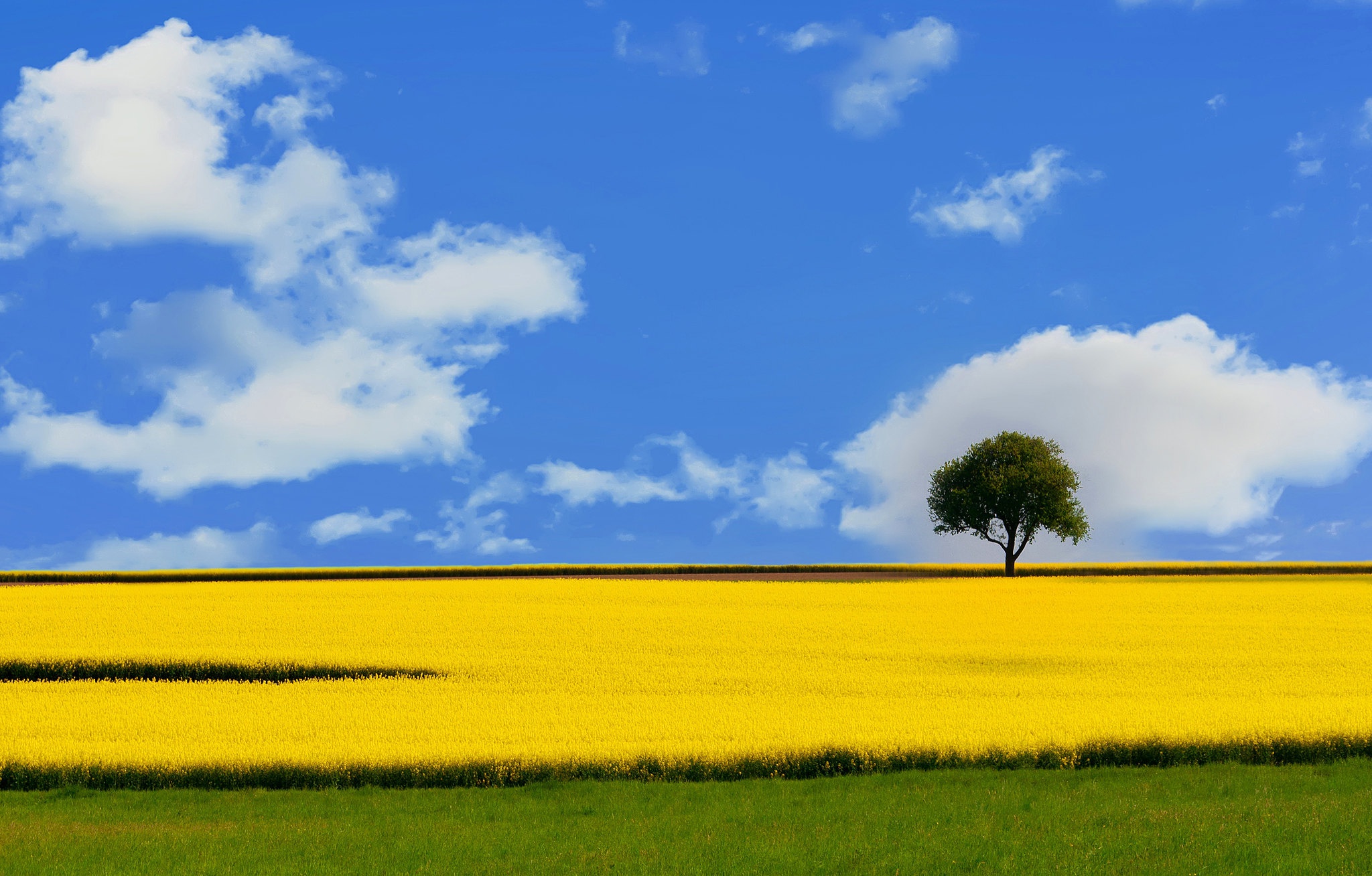 Free download wallpaper Nature, Sky, Tree, Earth, Field, Rapeseed on your PC desktop