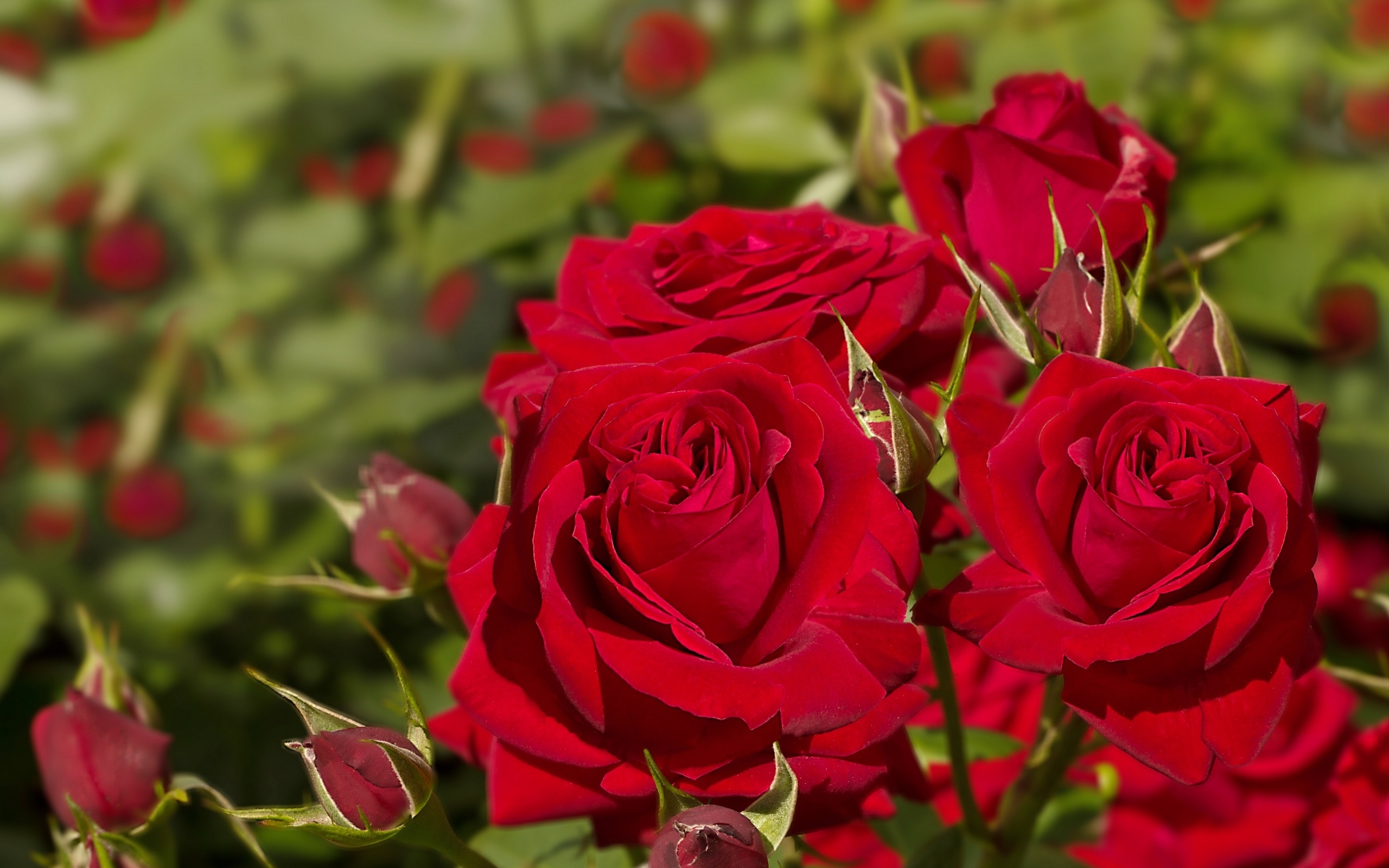 Завантажити шпалери безкоштовно Квітка, Макрос, Роза, Земля, Червона Троянда, Буд, Флауерзи картинка на робочий стіл ПК