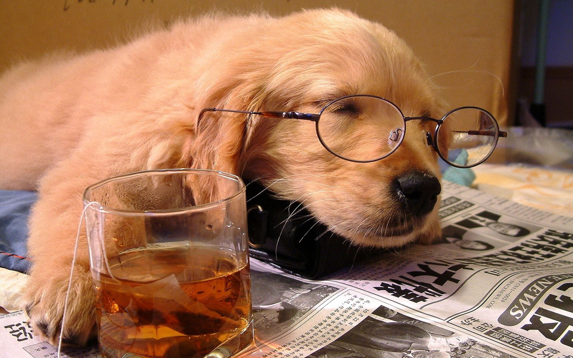 animals, dog, spectacles, newspaper, muzzle, glass, puppy, sleep, dream, drink, beverage, glasses, sleeping, situation, asleep, tea bag