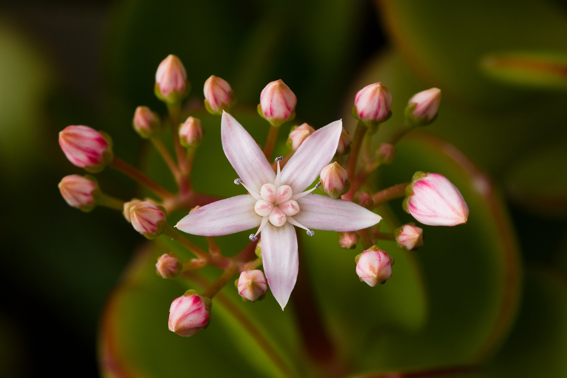 Descarga gratuita de fondo de pantalla para móvil de Flores, Flor, Tierra/naturaleza.