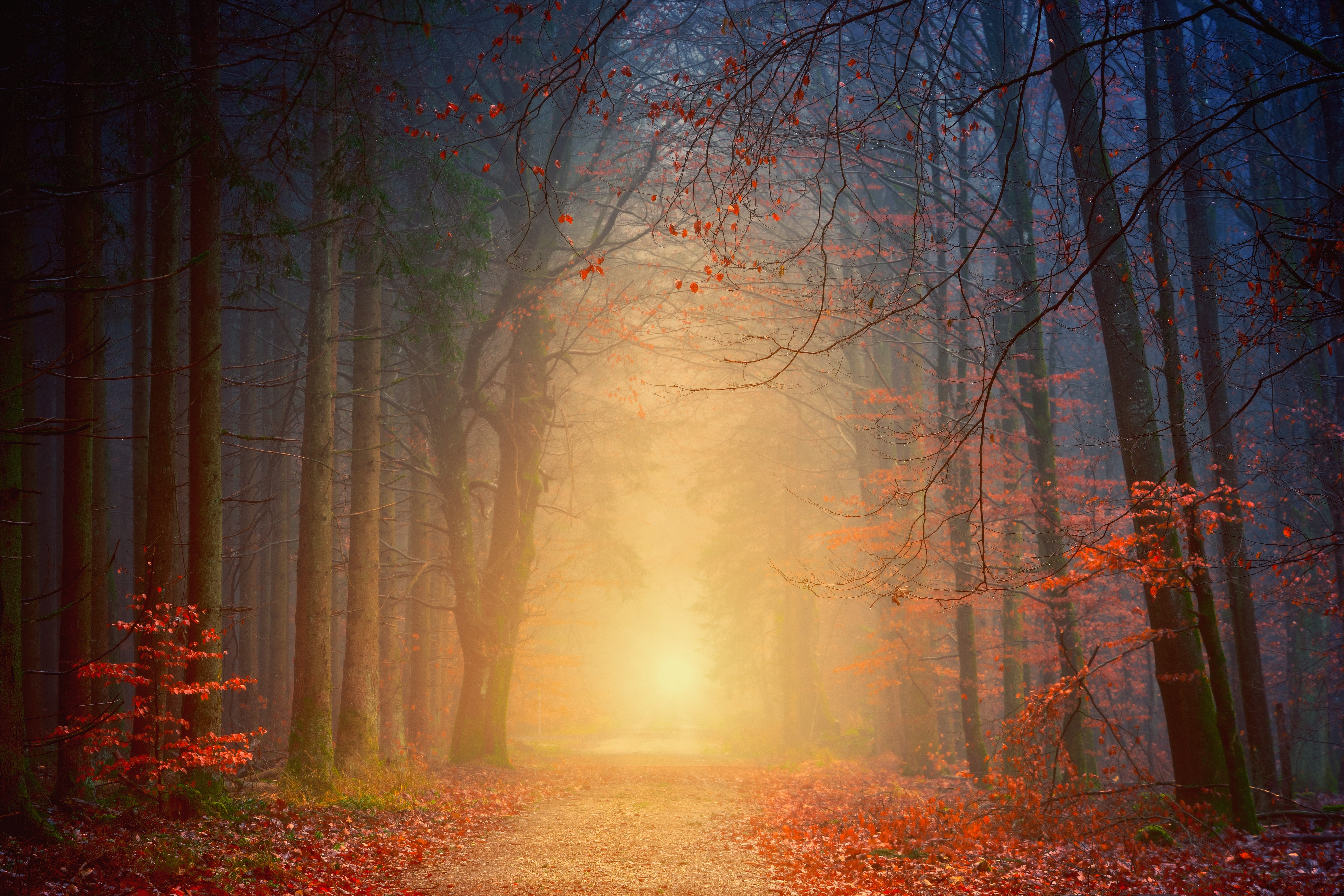 Free download wallpaper Trees, Fog, Nature, Foliage, Autumn, Forest on your PC desktop