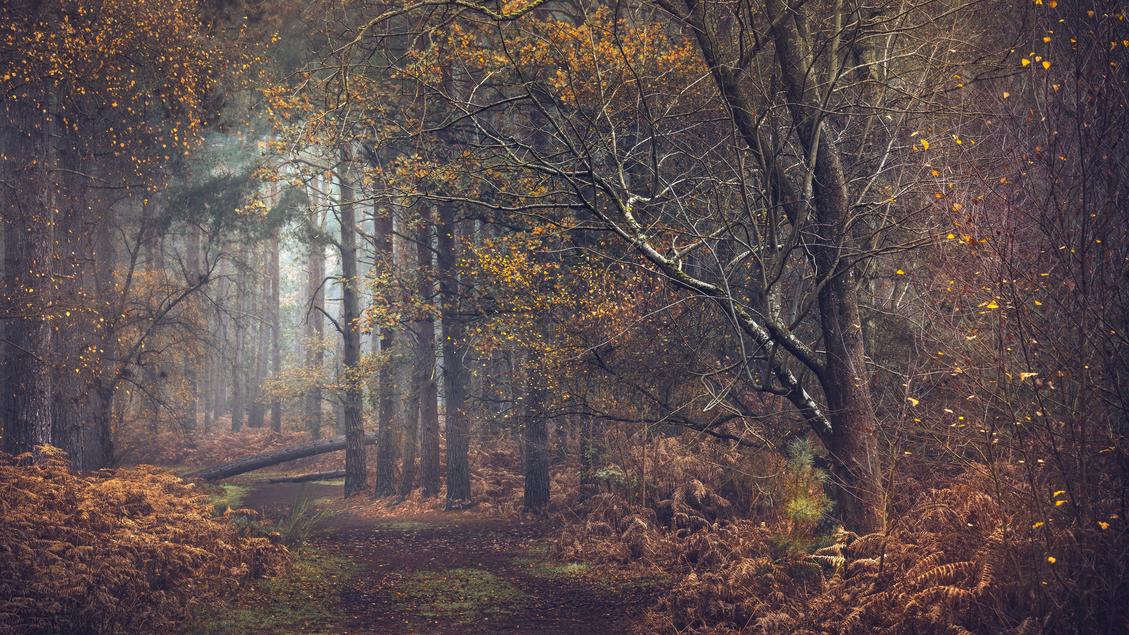 Free download wallpaper Nature, Forest, Fall, Earth, Path on your PC desktop