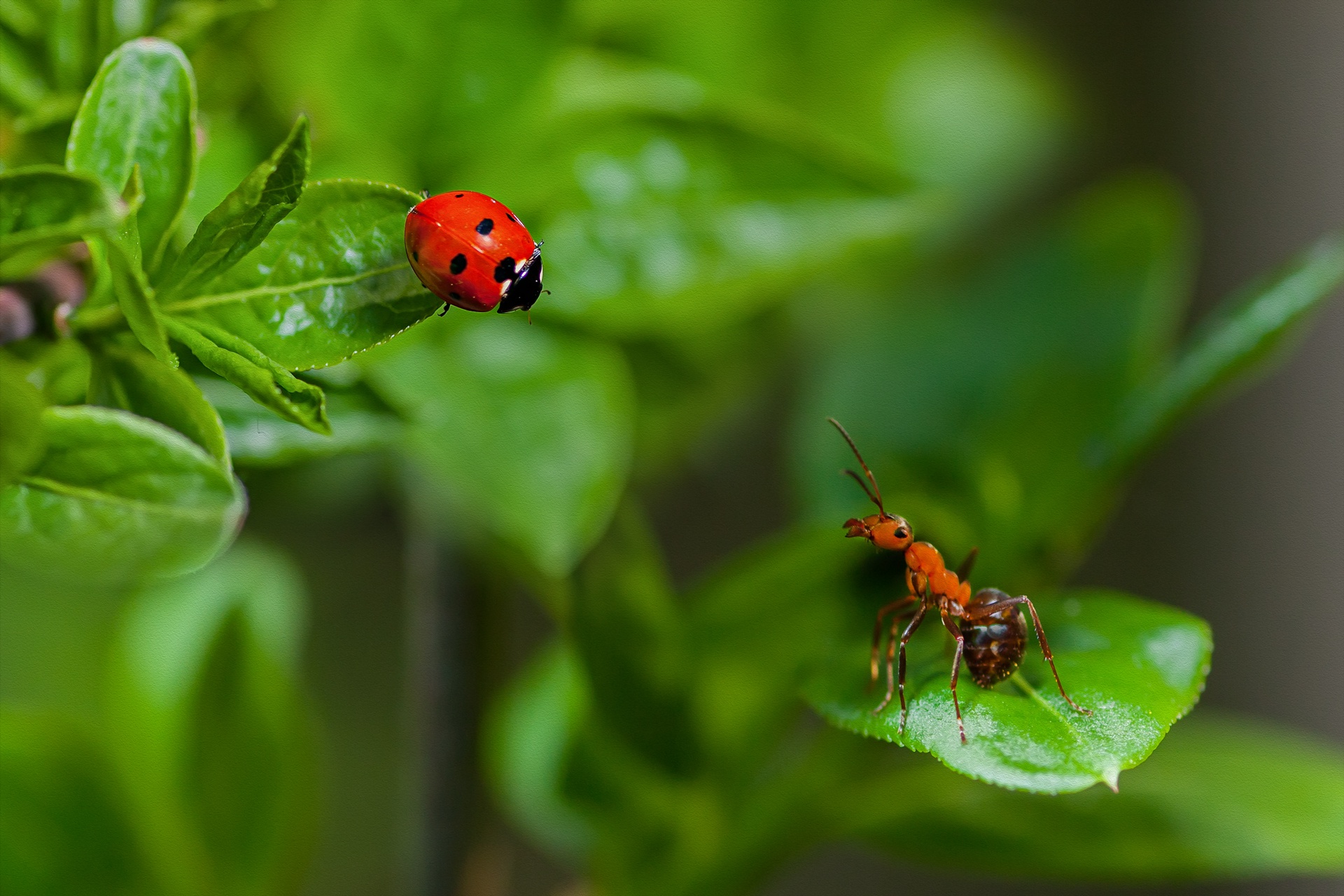 Laden Sie das Tiere, Natur, Marienkäfer, Makro, Insekt, Ameise-Bild kostenlos auf Ihren PC-Desktop herunter