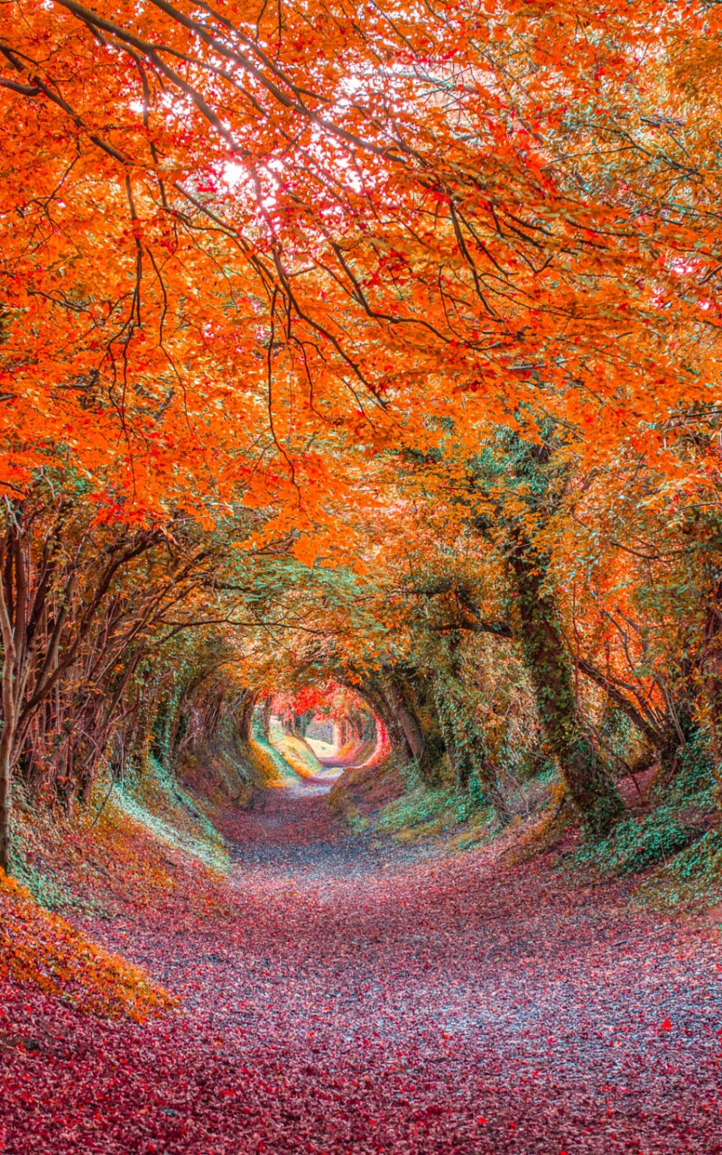 Download mobile wallpaper Forest, Fall, Earth, Colorful, Tunnel, Canopy for free.