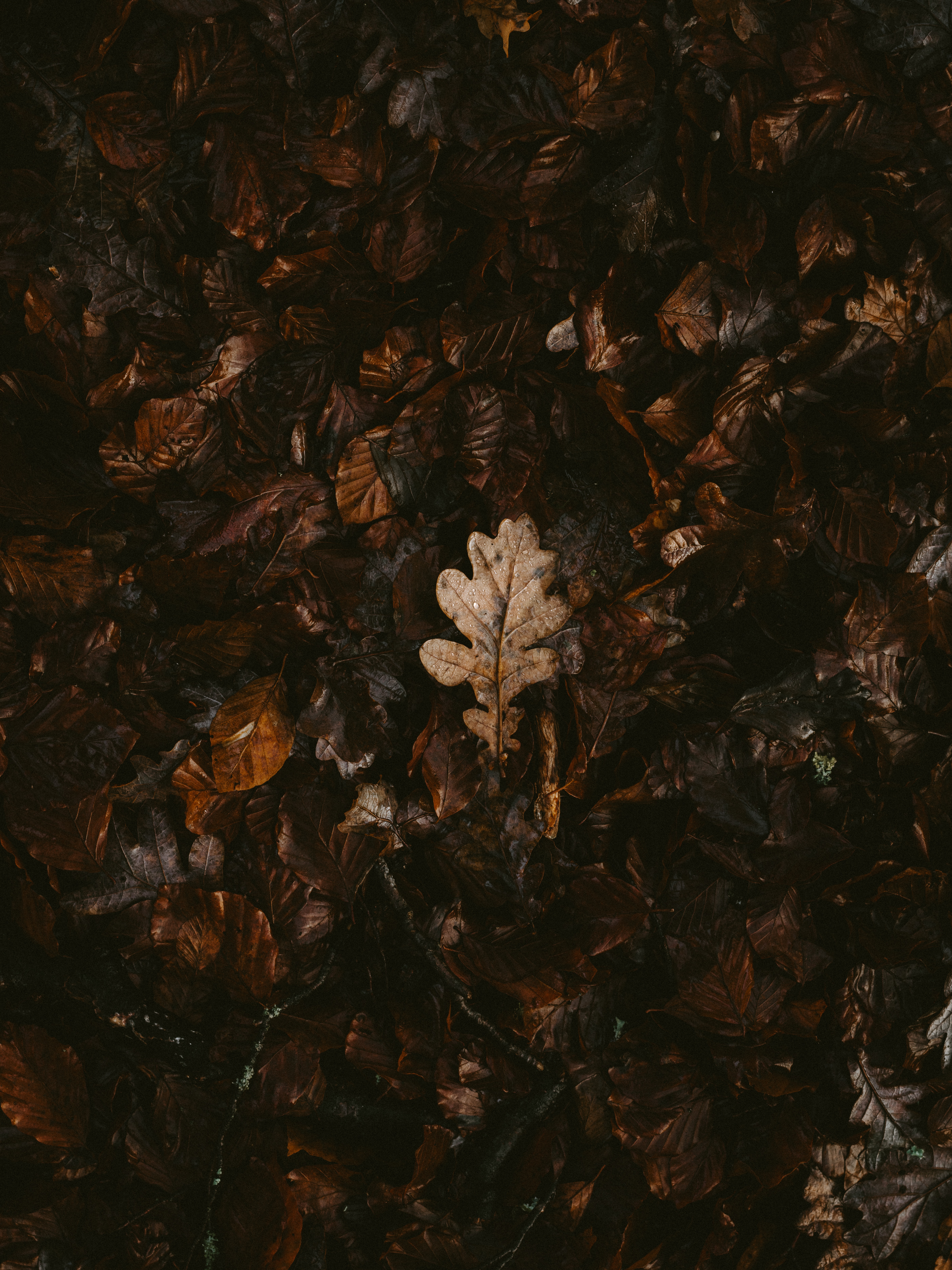 129836 завантажити картинку природа, осінь, листя, сухий, опалий, полеглий - шпалери і заставки безкоштовно