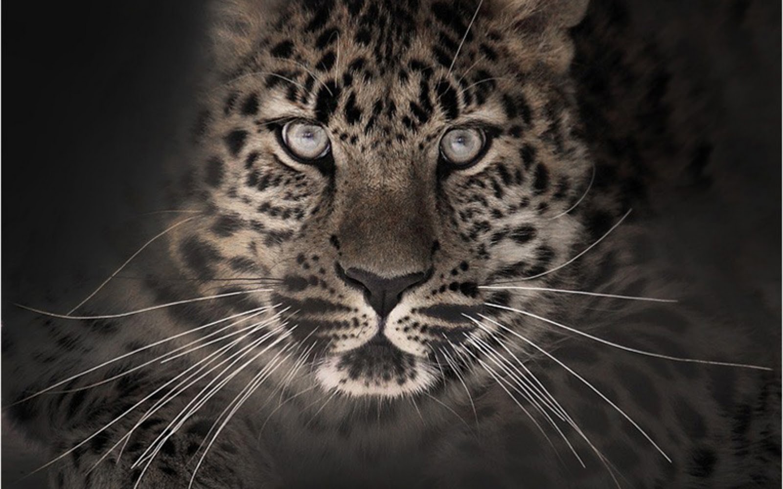 Descarga gratuita de fondo de pantalla para móvil de Animales, Gatos, Leopardo, De Cerca.