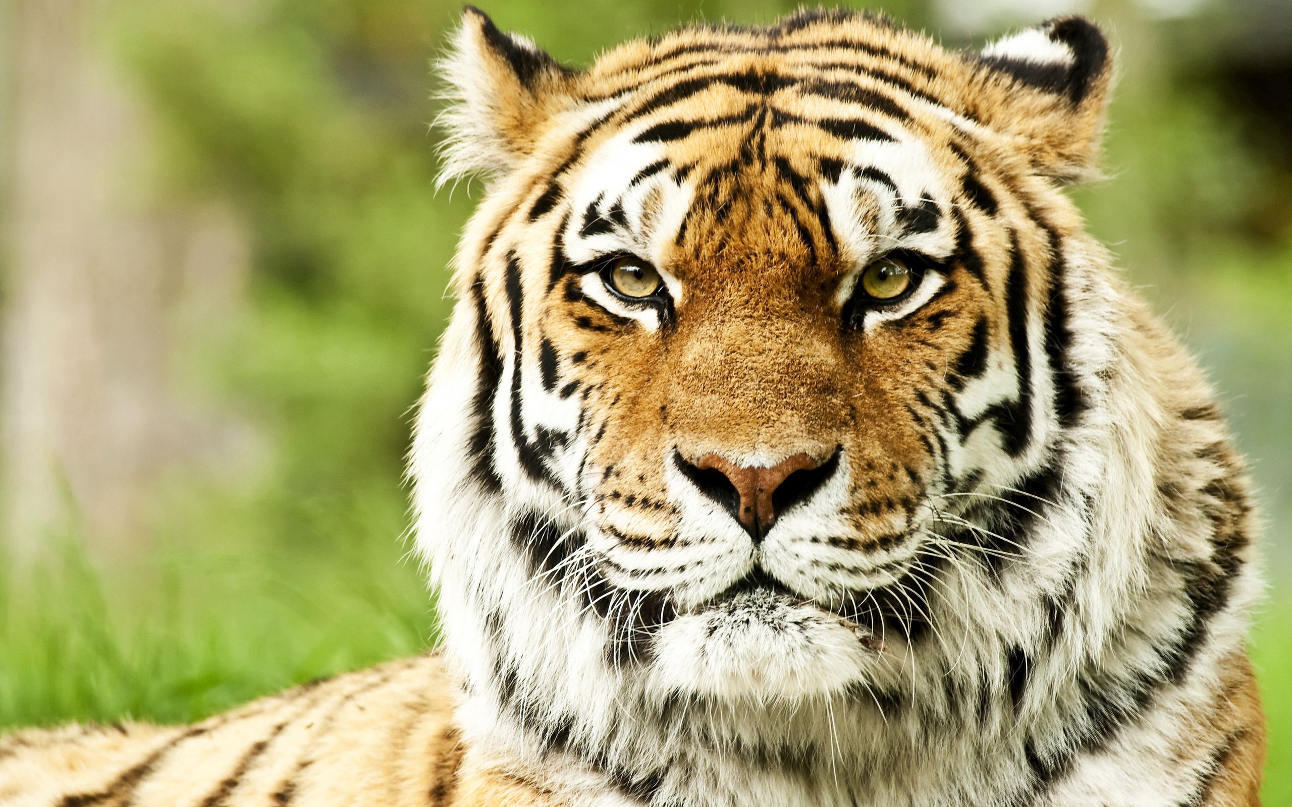 muzzle, tiger, animals, striped, predator, color