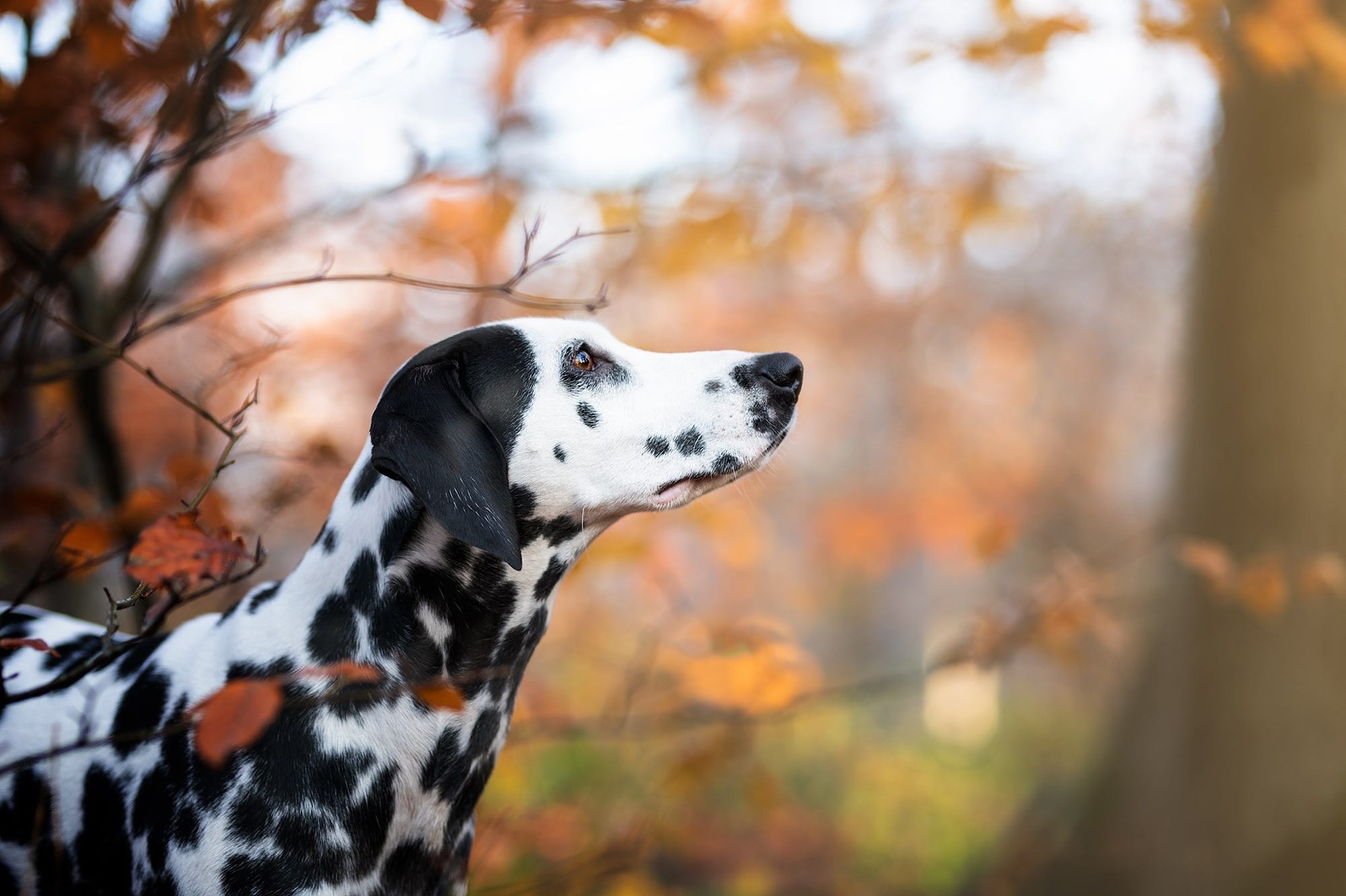 Laden Sie das Tiere, Hunde, Dalmatiner-Bild kostenlos auf Ihren PC-Desktop herunter