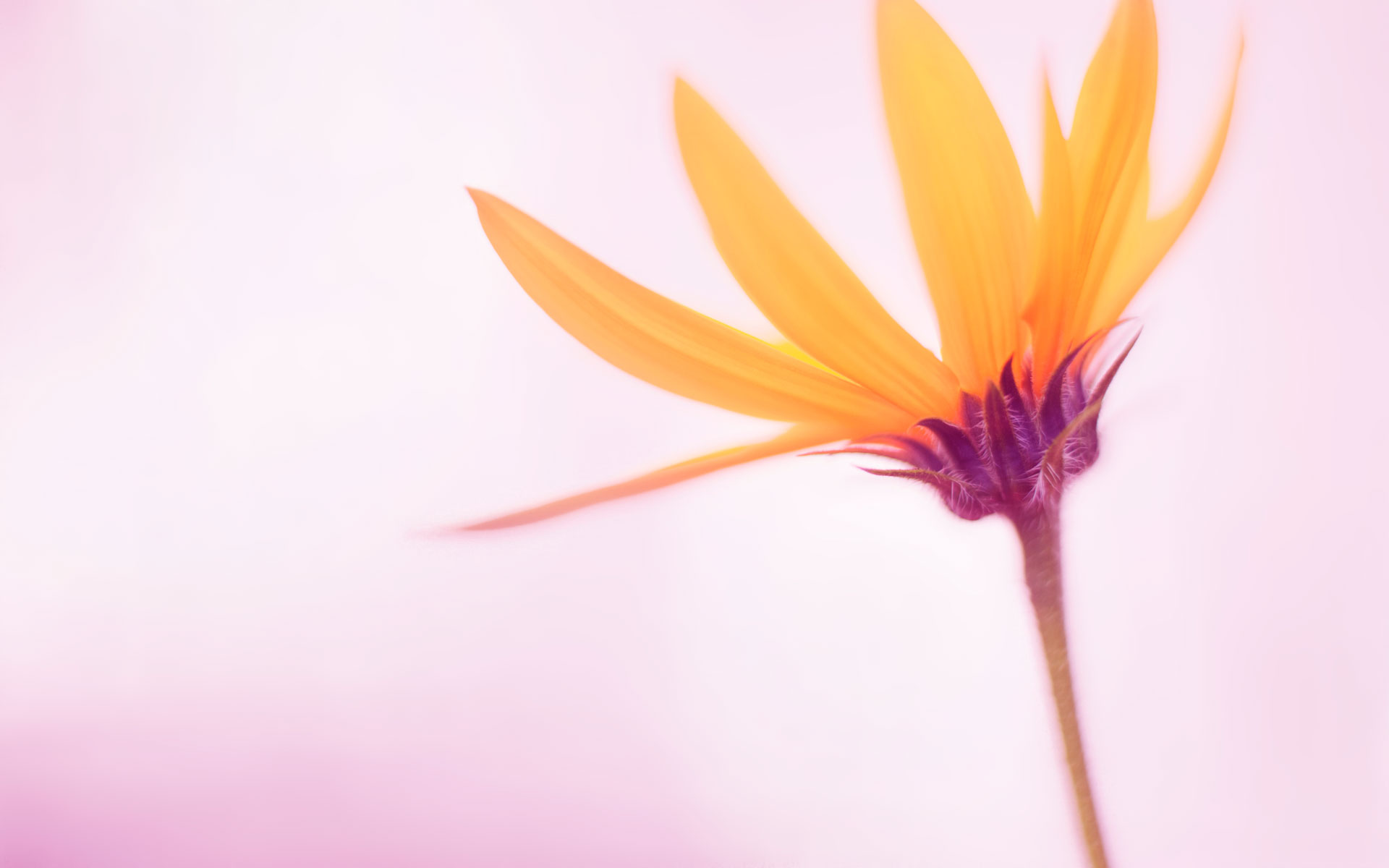 Download mobile wallpaper Flowers, Pink, Flower, Earth, Daisy, Yellow Flower for free.