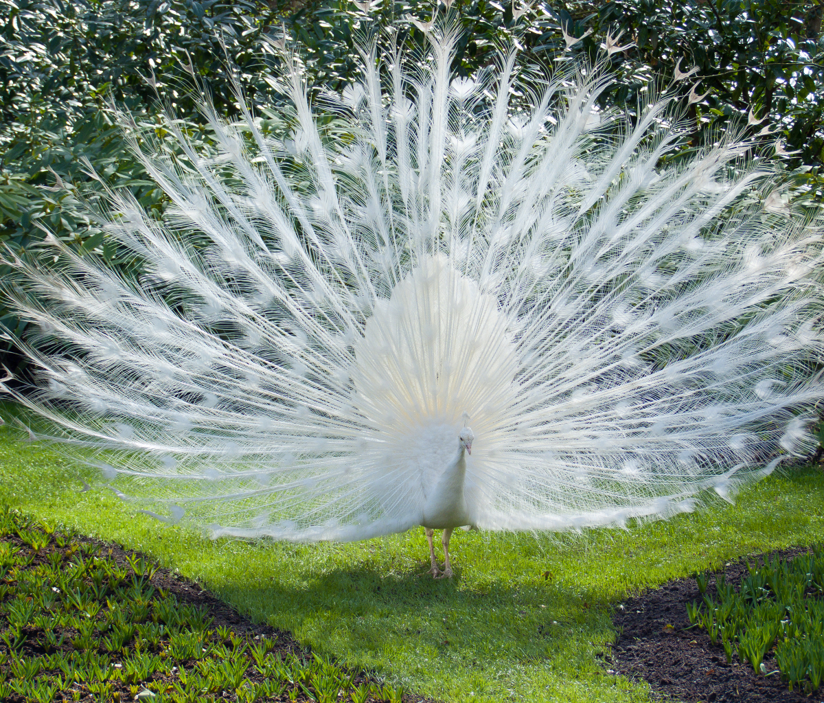 Baixar papel de parede para celular de Animais, Aves, Pavão gratuito.