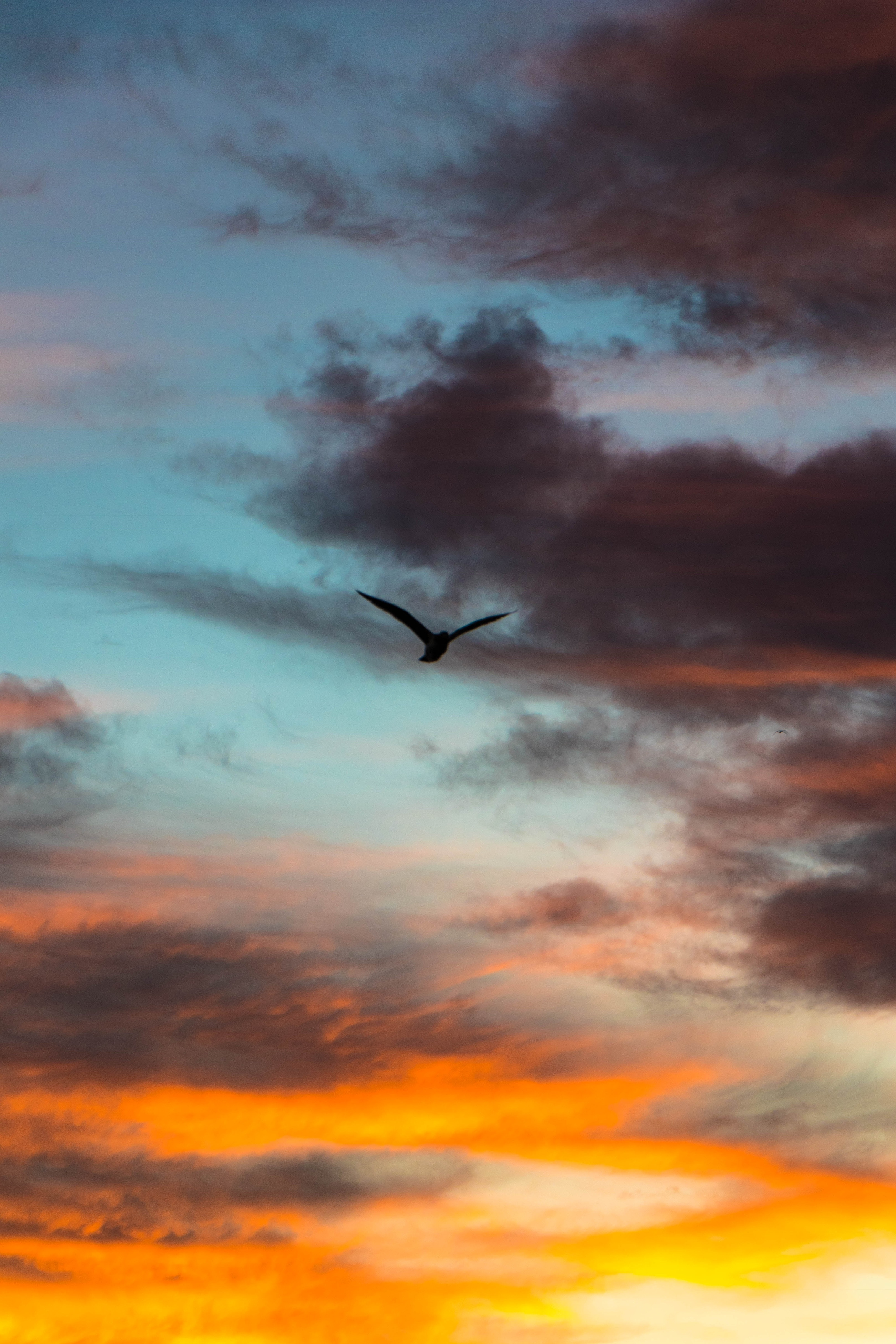 Free download wallpaper Sky, Clouds, Bird, Flight, Evening, Nature on your PC desktop