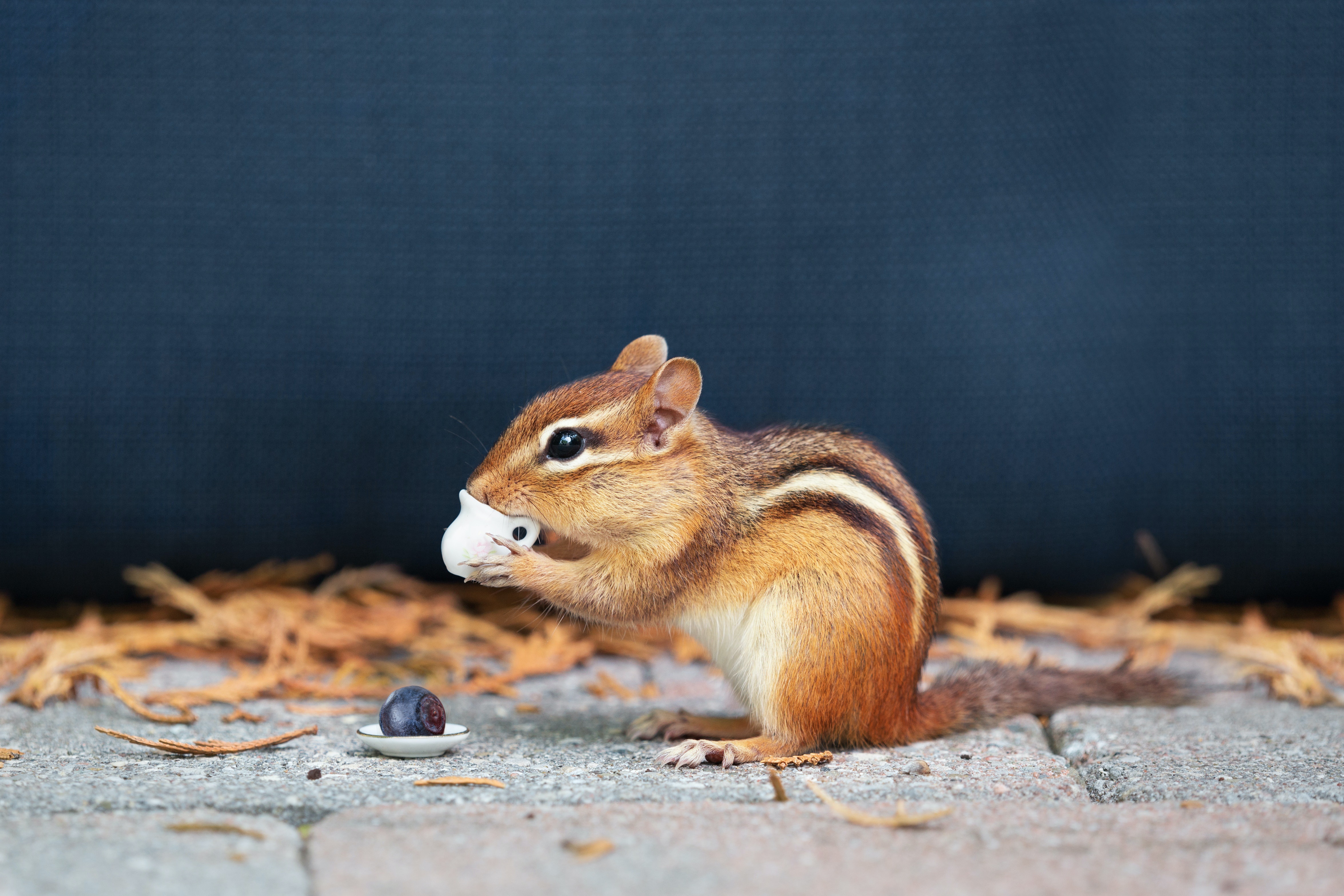 Free download wallpaper Animal, Rodent, Chipmunk on your PC desktop