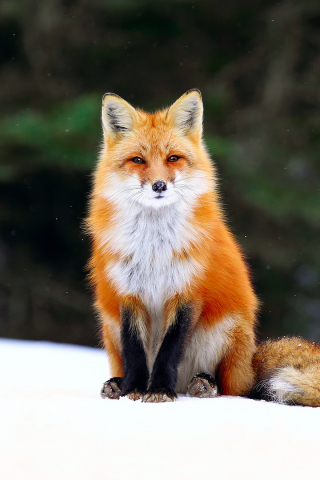 Download mobile wallpaper Winter, Snow, Fox, Animal, Red Fox for free.