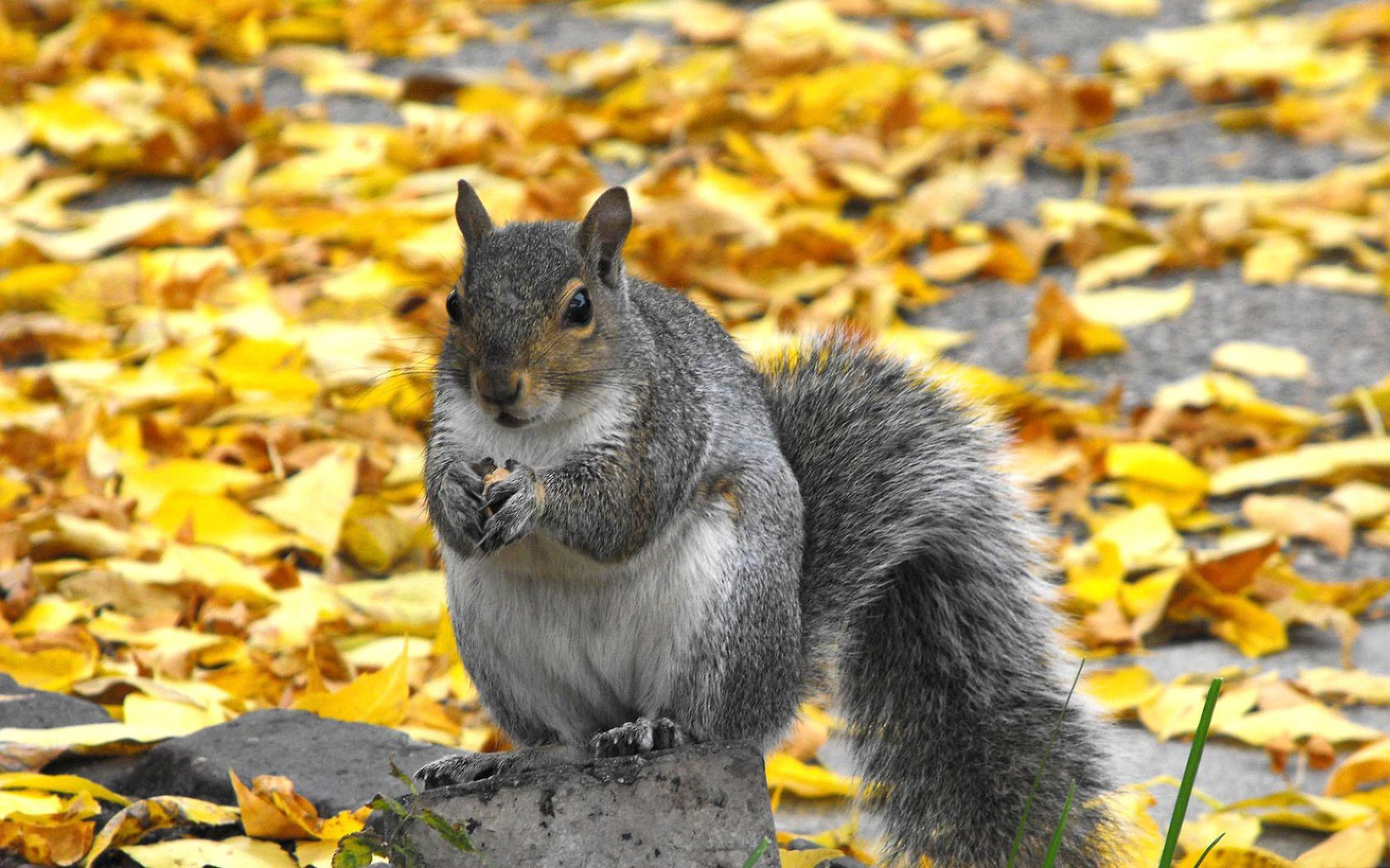 Download mobile wallpaper Animals, Squirrel for free.