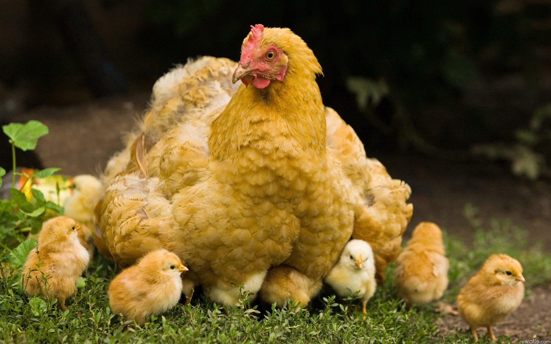 231067 descargar imagen animales, pollo, aves: fondos de pantalla y protectores de pantalla gratis