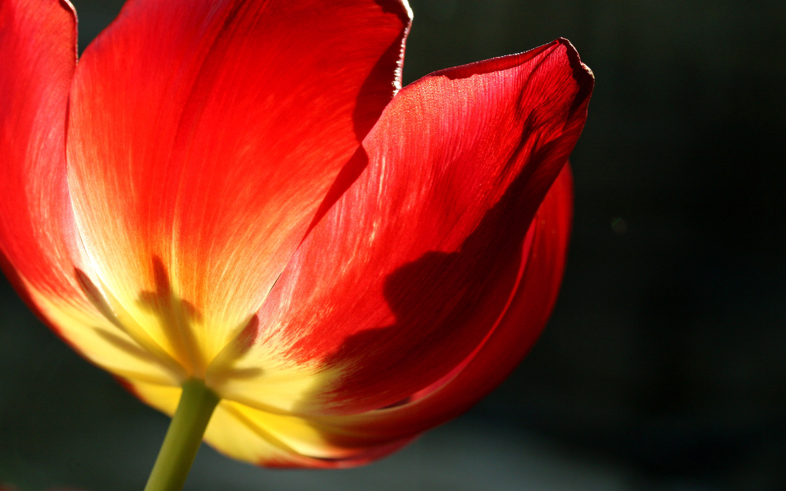 Handy-Wallpaper Tulpe, Blumen, Blume, Erde/natur kostenlos herunterladen.