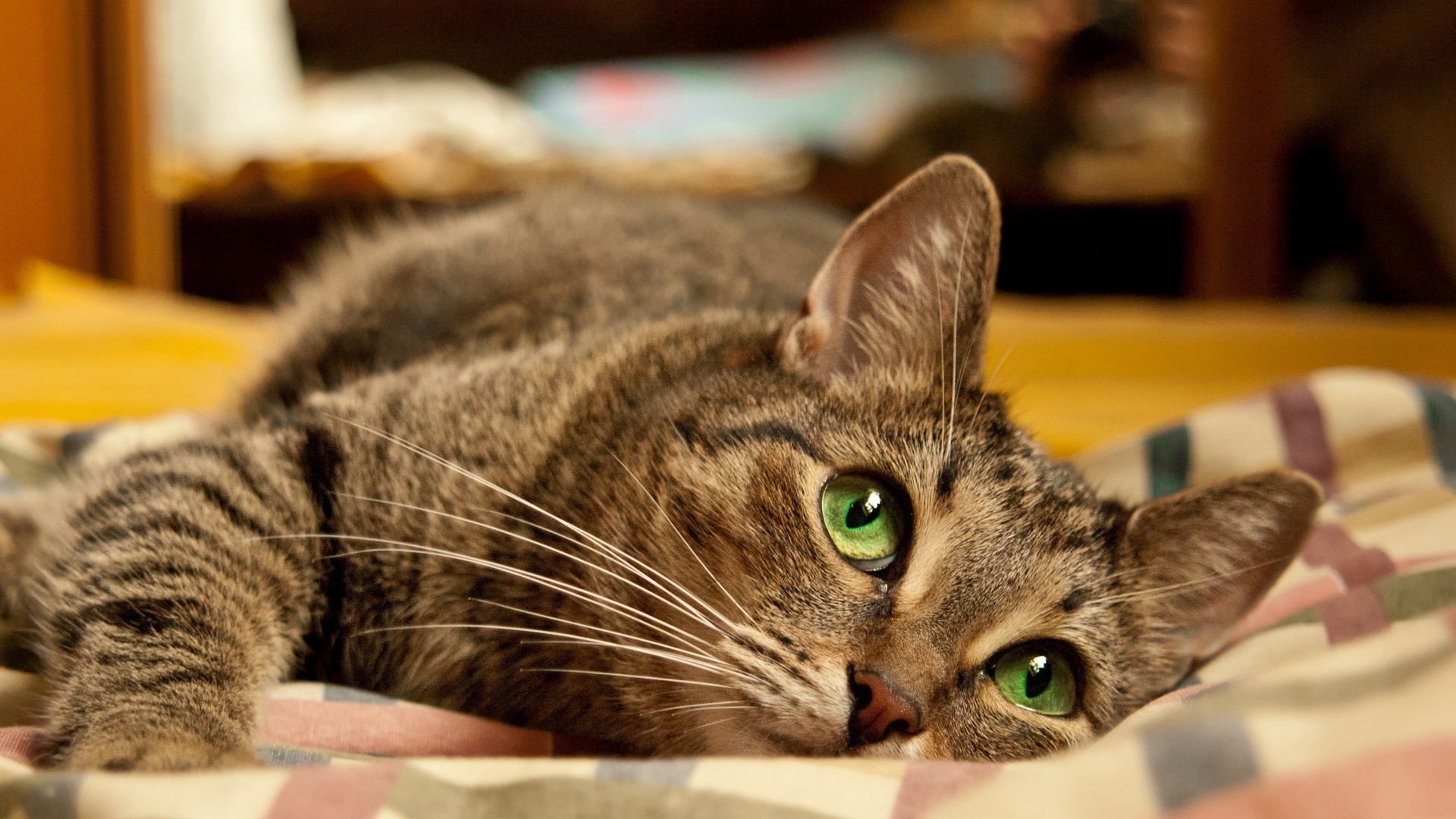 Téléchargez des papiers peints mobile Animaux, Chat gratuitement.