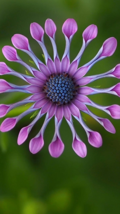 Download mobile wallpaper Flower, Earth, African Daisy for free.
