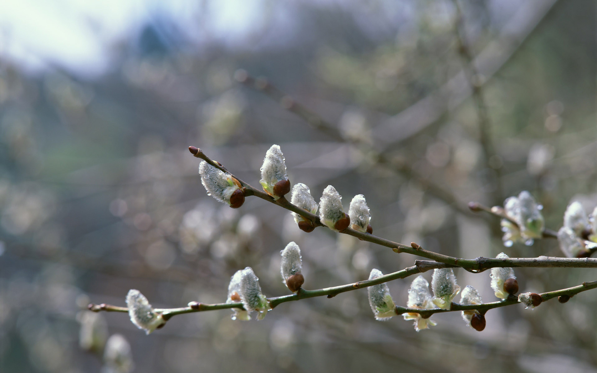 Laden Sie das Blüte, Blumen, Erde/natur-Bild kostenlos auf Ihren PC-Desktop herunter