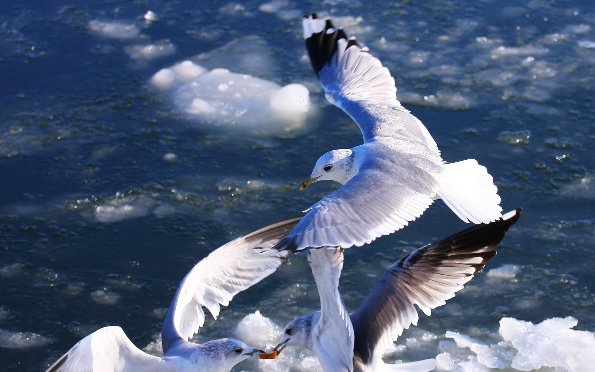 Download mobile wallpaper Seagull, Birds, Animal for free.